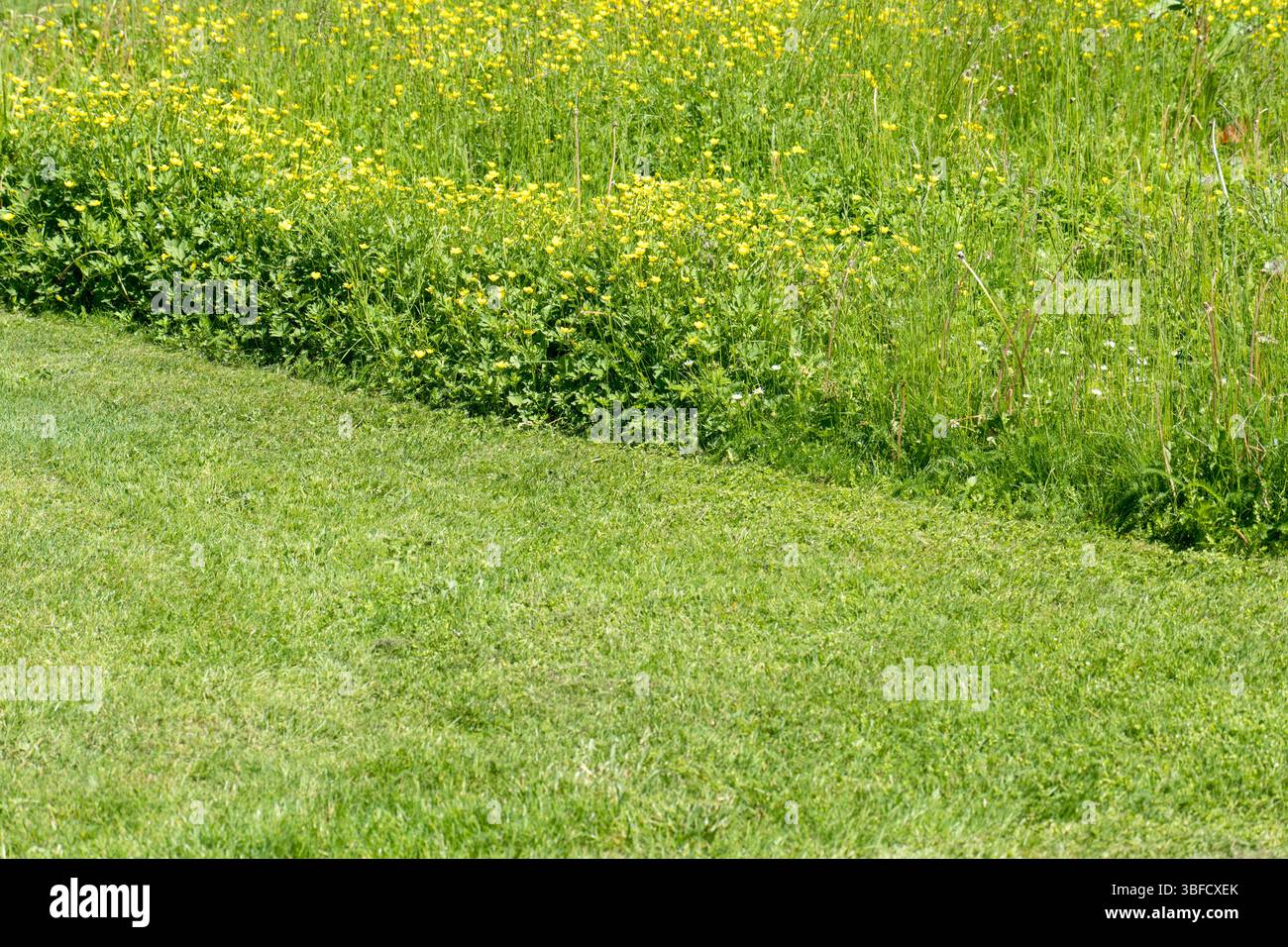 Gemähter Rasen im Vergleich zu natürlicher Wiese, ökologisch, naturschonend, insektenfreundlich Stockfoto