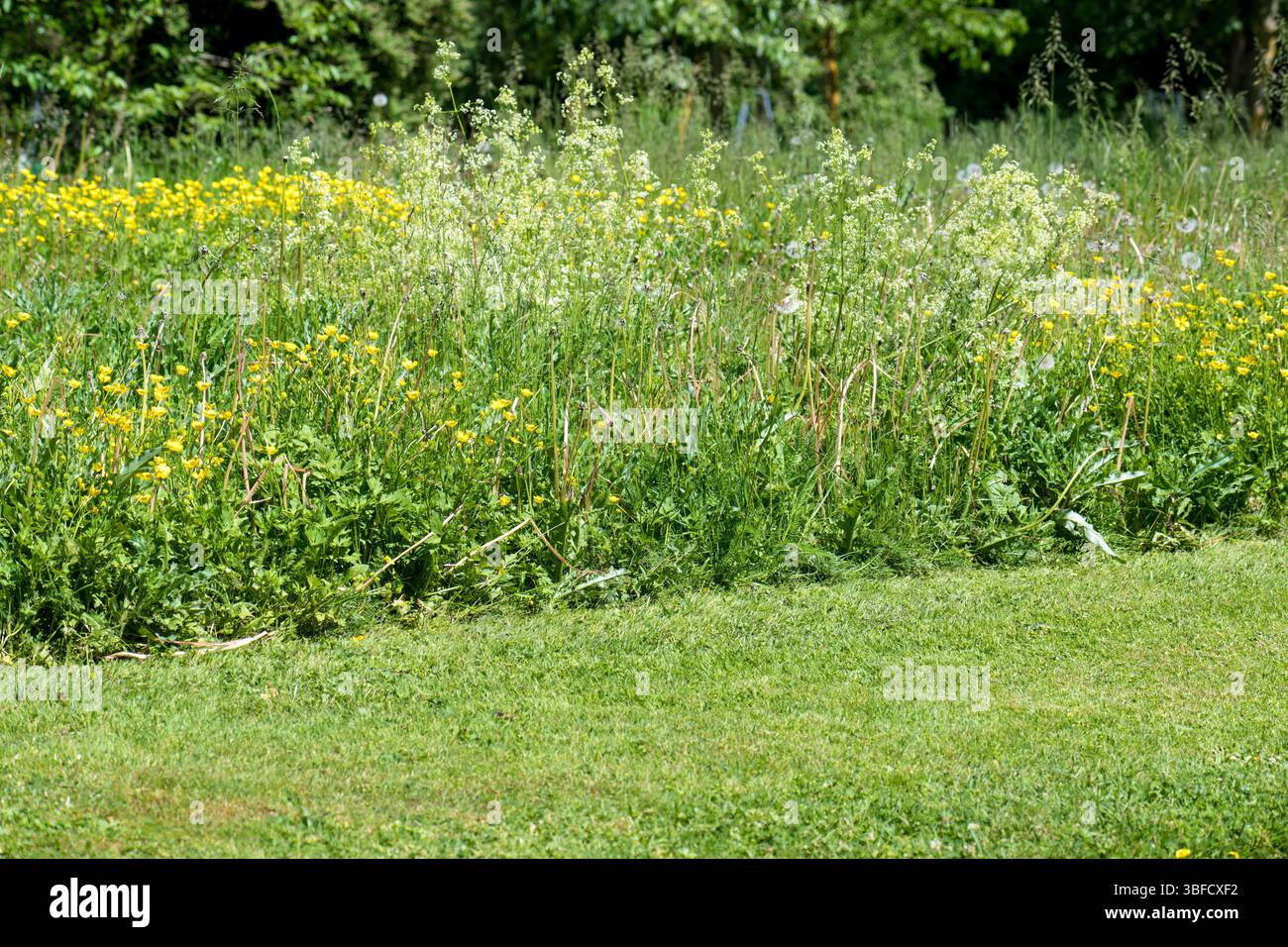 Gemähter Rasen im Vergleich zu natürlicher Wiese, ökologisch, naturschonend, insektenfreundlich Stockfoto