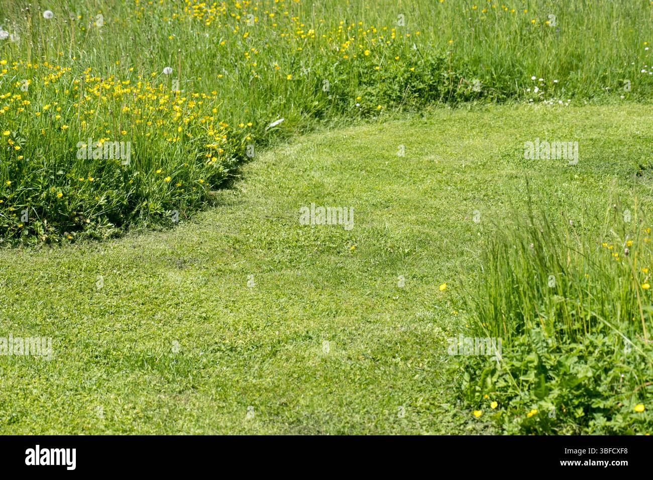 Gemähter Rasen im Vergleich zu natürlicher Wiese, ökologisch, naturschonend, insektenfreundlich Stockfoto