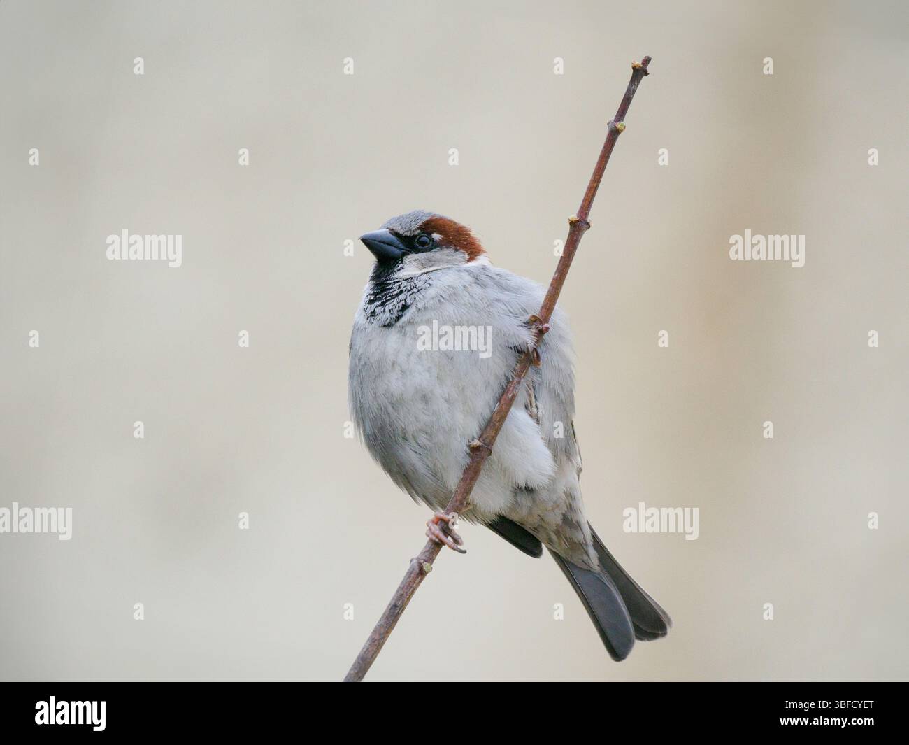 Städtischer Spatzen, der auf einem Baumzweig sitzt Stockfoto