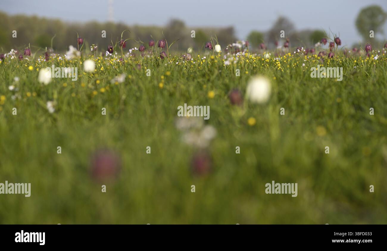 Schlange den Kopf Fritillary (Fritillaria Meleagris) Stockfoto