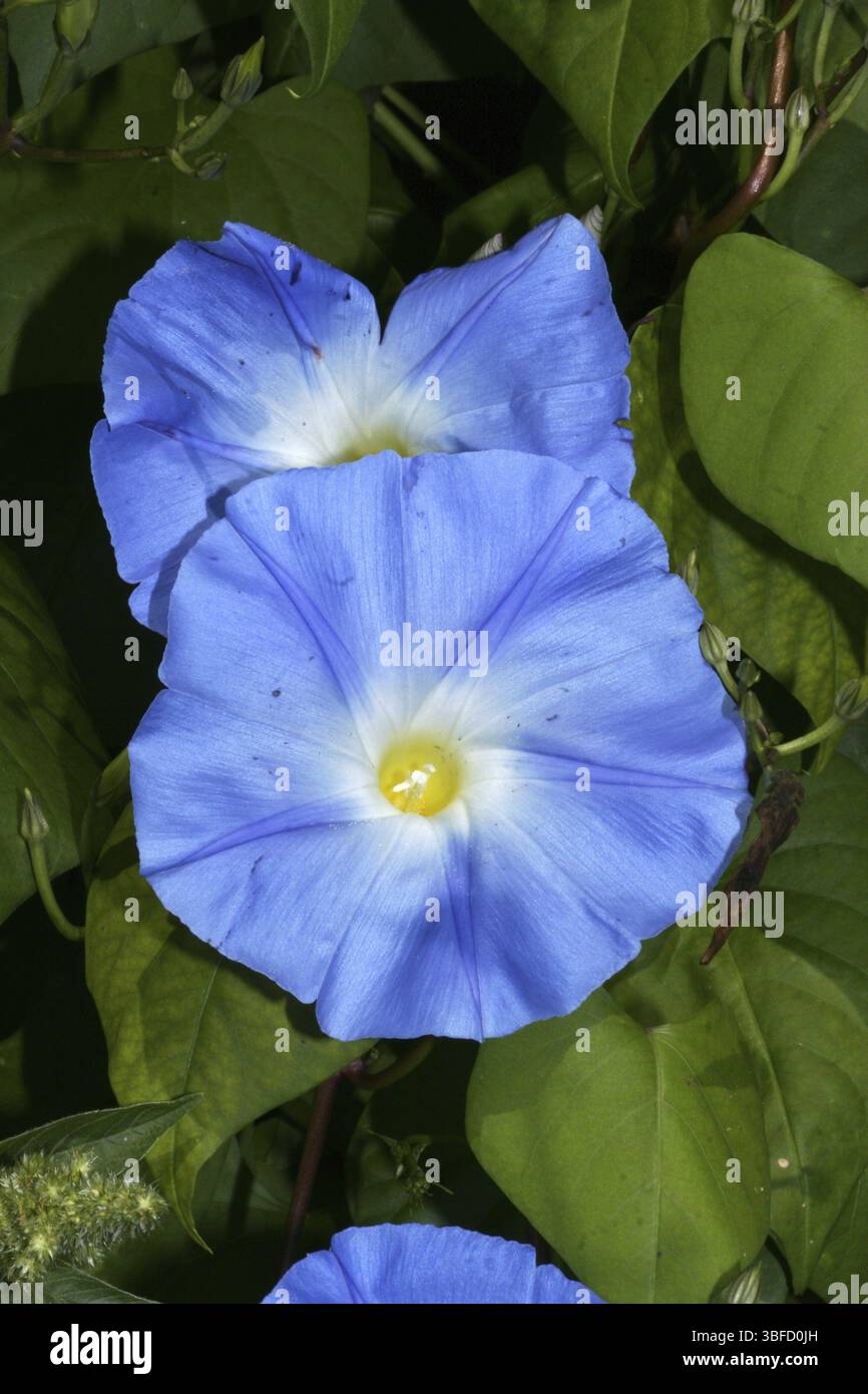 Convolvulus sabatius (Concolvulus sabatius) Stockfoto