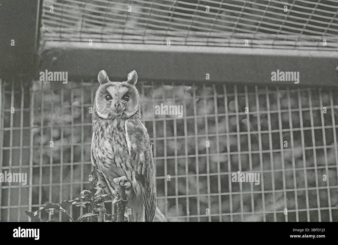 Langohr-Eule in UV mit Highlights (Asio otus) Stockfoto