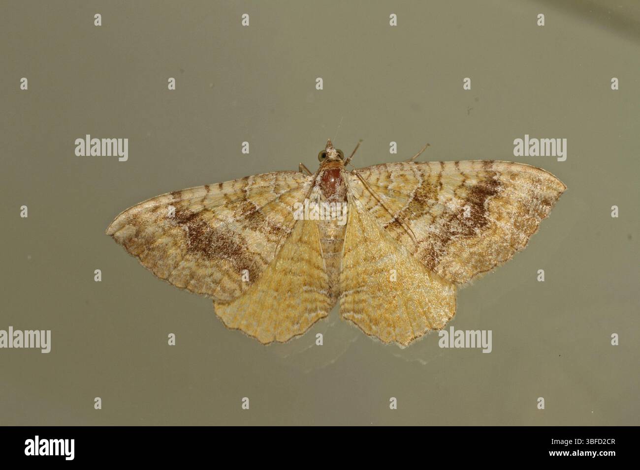 Gelbschalen-Blattrichter (Camptogramma bilineata) Stockfoto