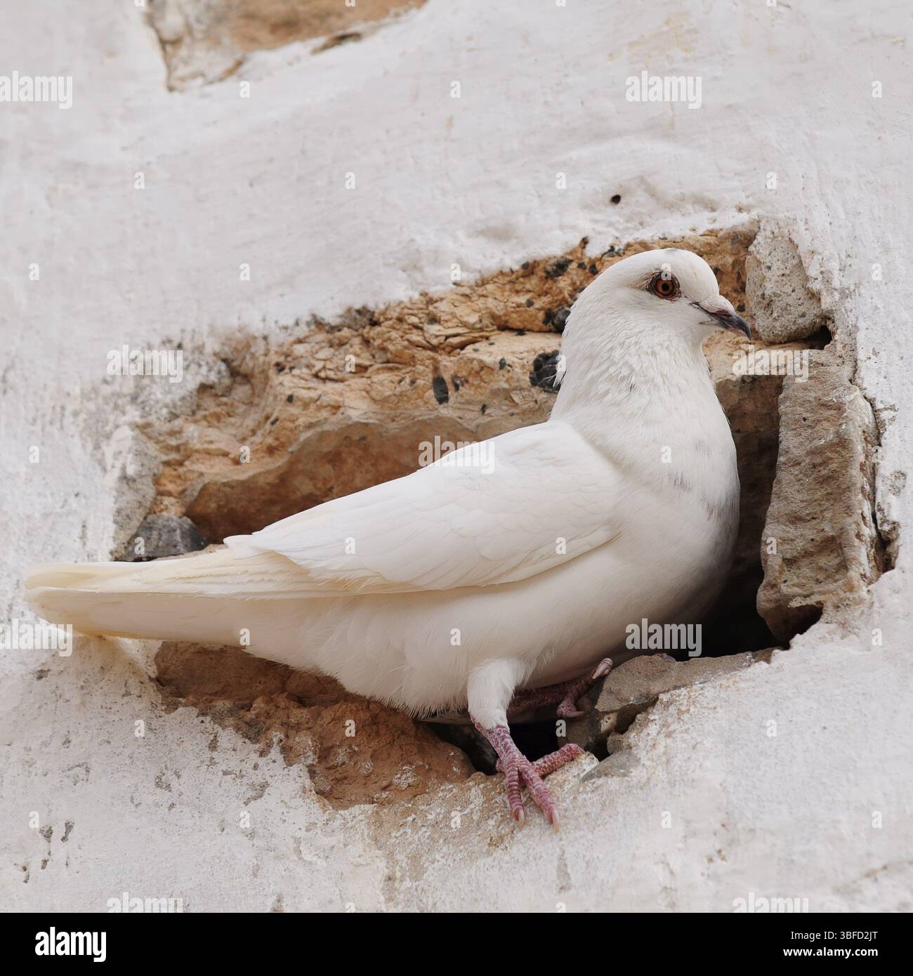 Wildtaube (Columbidae) Stockfoto