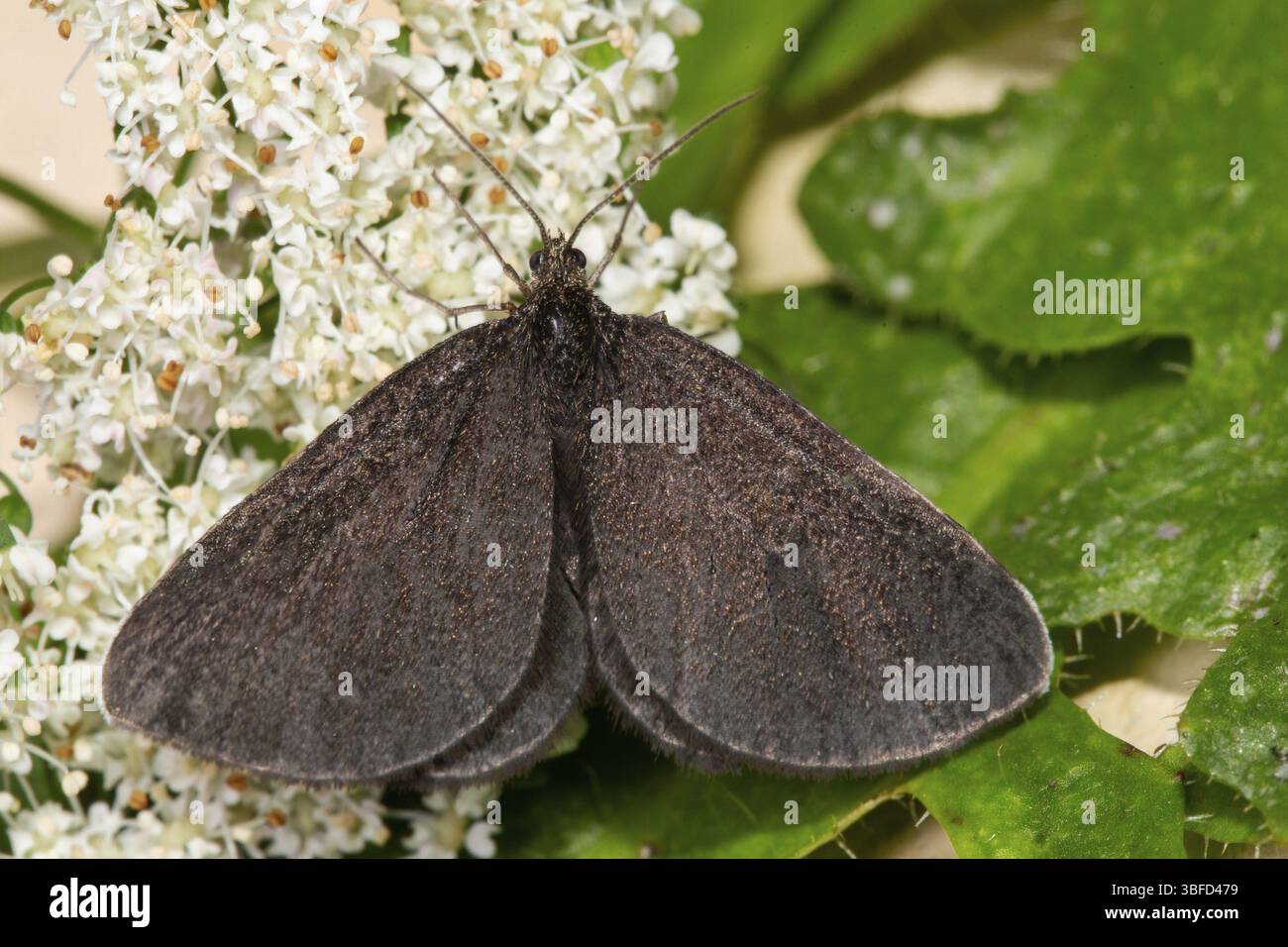 Schwarzer Peeper (Odezia atrata) Stockfoto