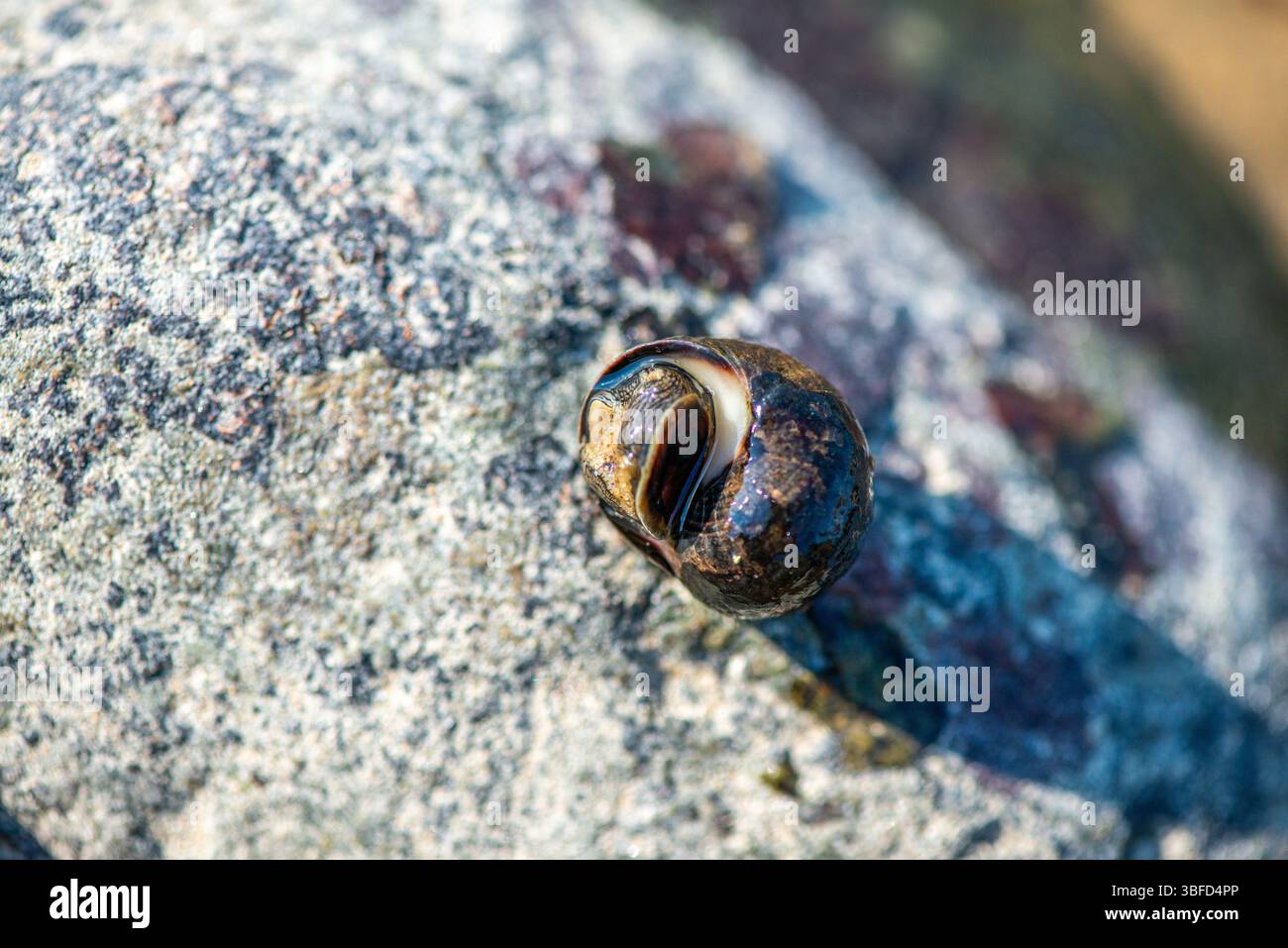 Ein detailliertes Makro-Unterwasserfoto, das Littorina littorea (gewöhnliches Periwinkle) zeigt, wie sie sich aktiv auf einer untergetauchten Oberfläche bewegt. Stockfoto