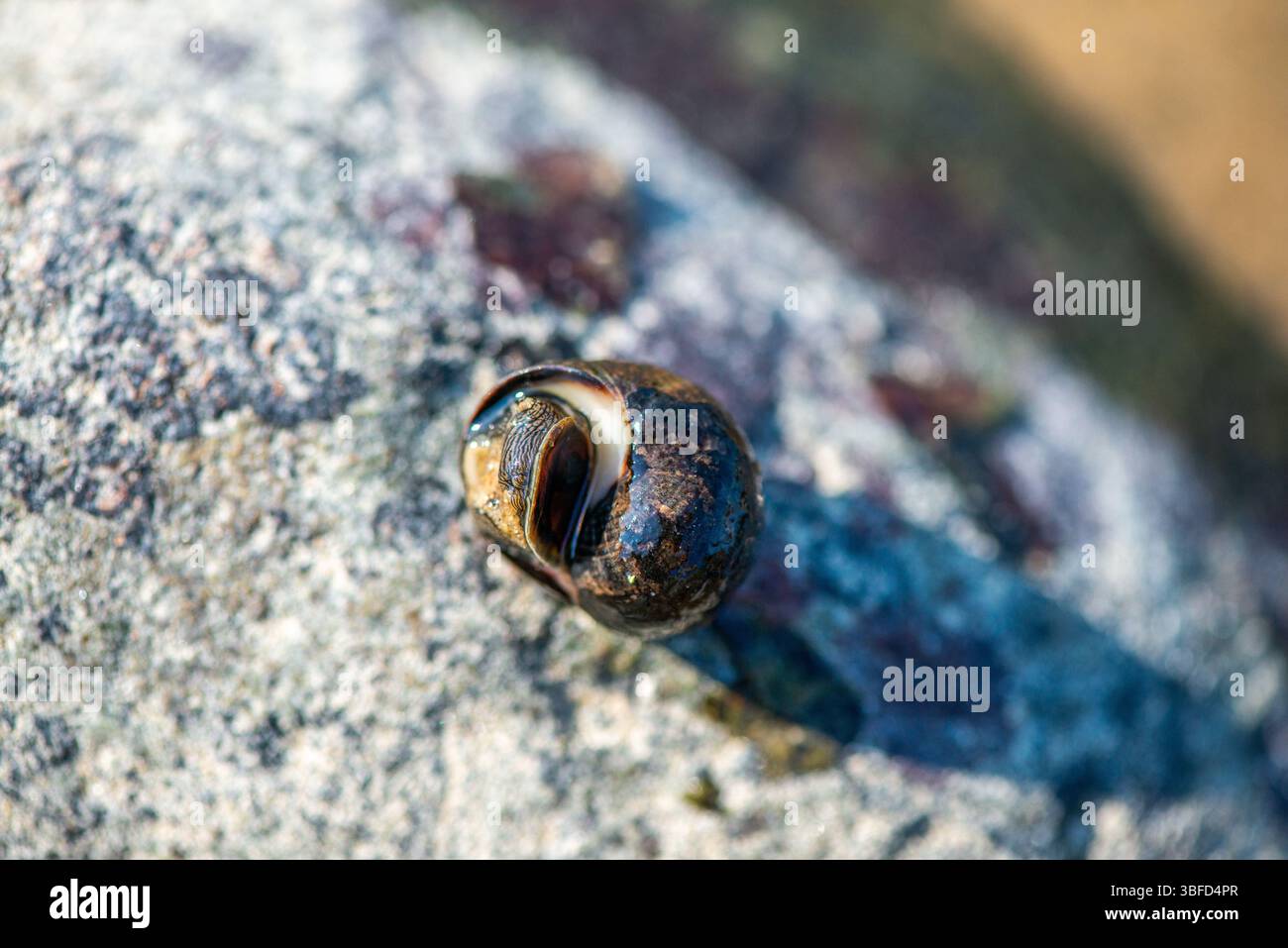 Ein detailliertes Makro-Unterwasserfoto, das Littorina littorea (gewöhnliches Periwinkle) zeigt, wie sie sich aktiv auf einer untergetauchten Oberfläche bewegt. Stockfoto