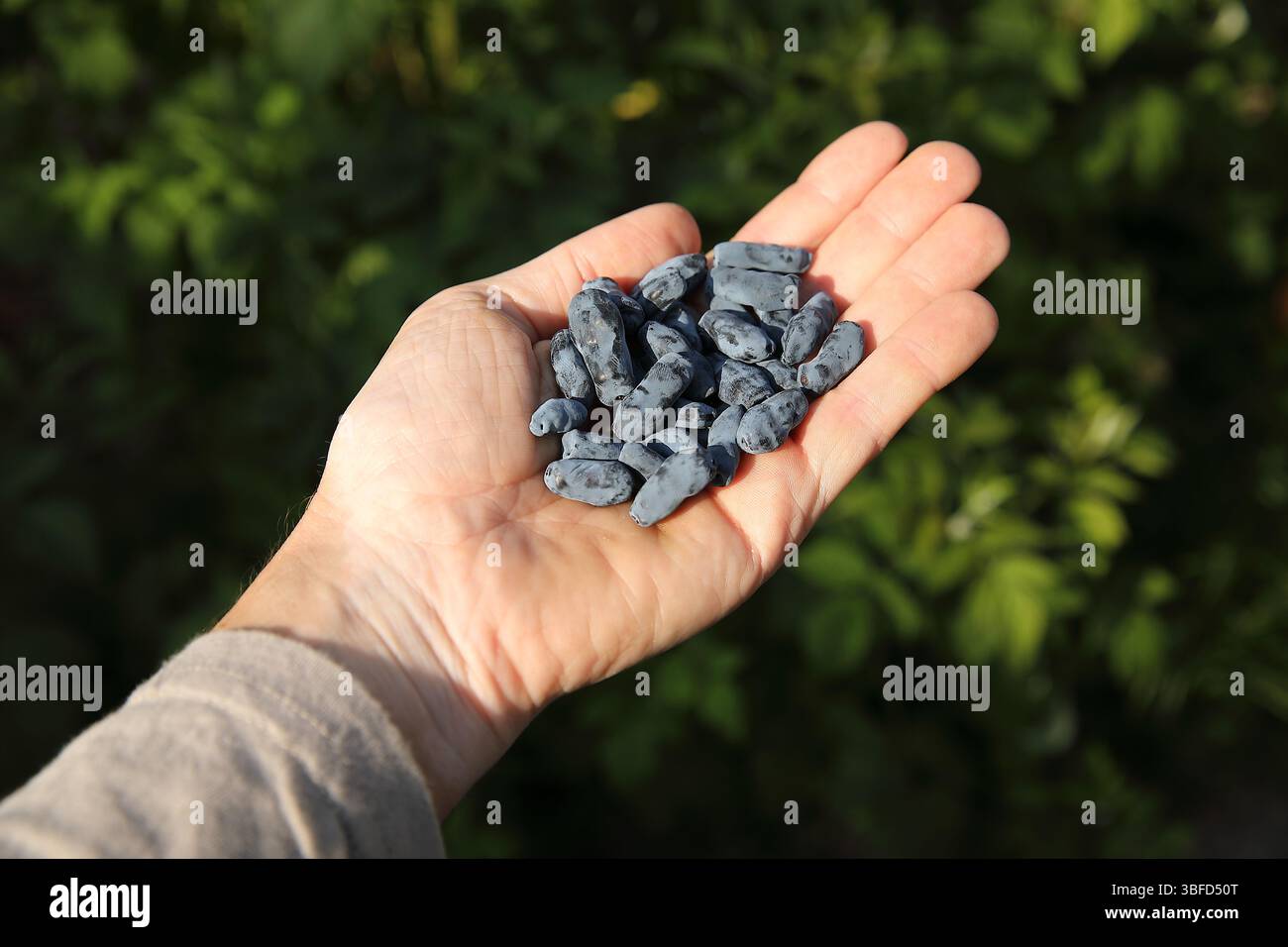 Frisch gepflückte Honigbeere auf einer Palme Stockfoto