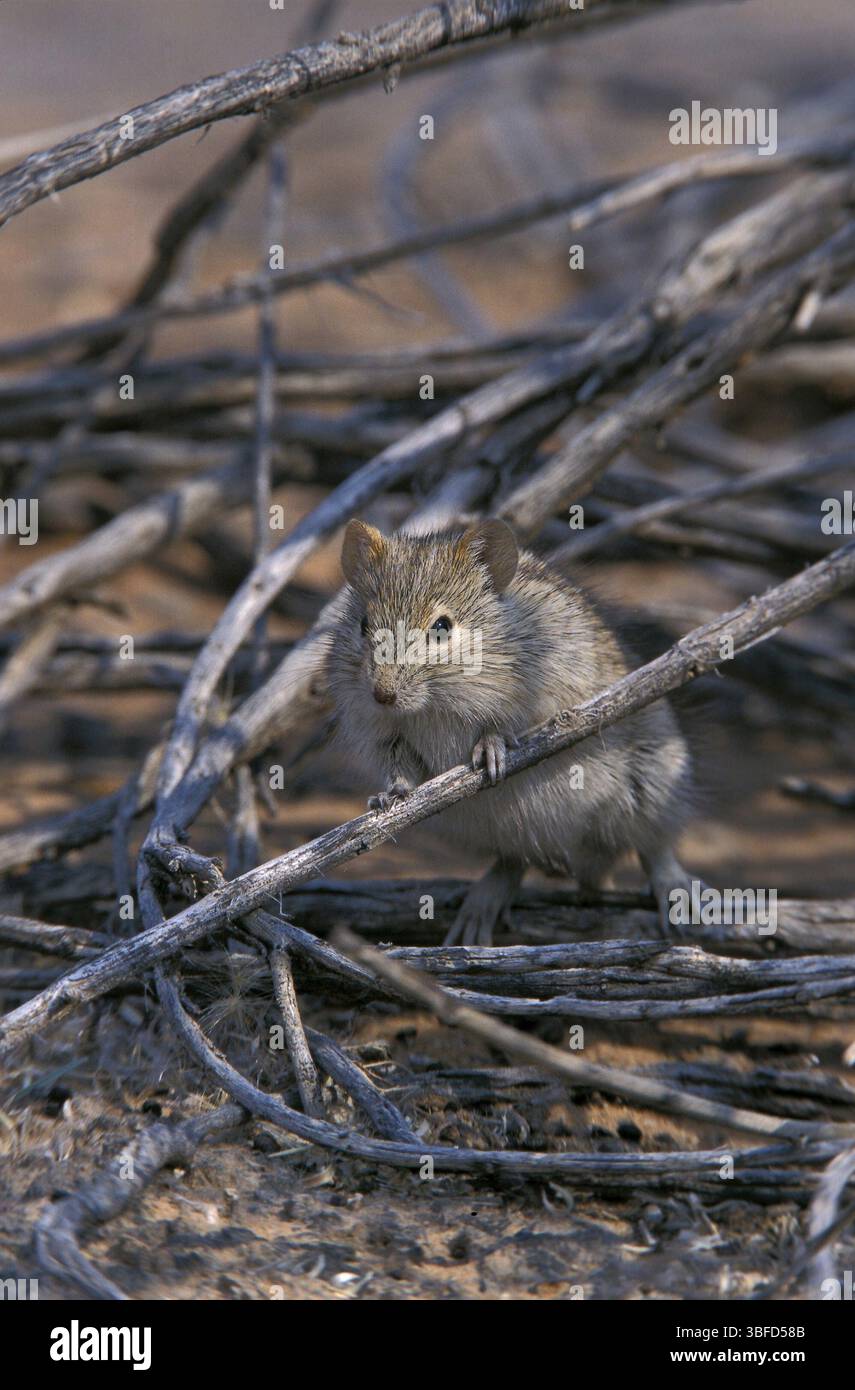 Gestreifte Maus (Rhabdomys pumilio) Stockfoto
