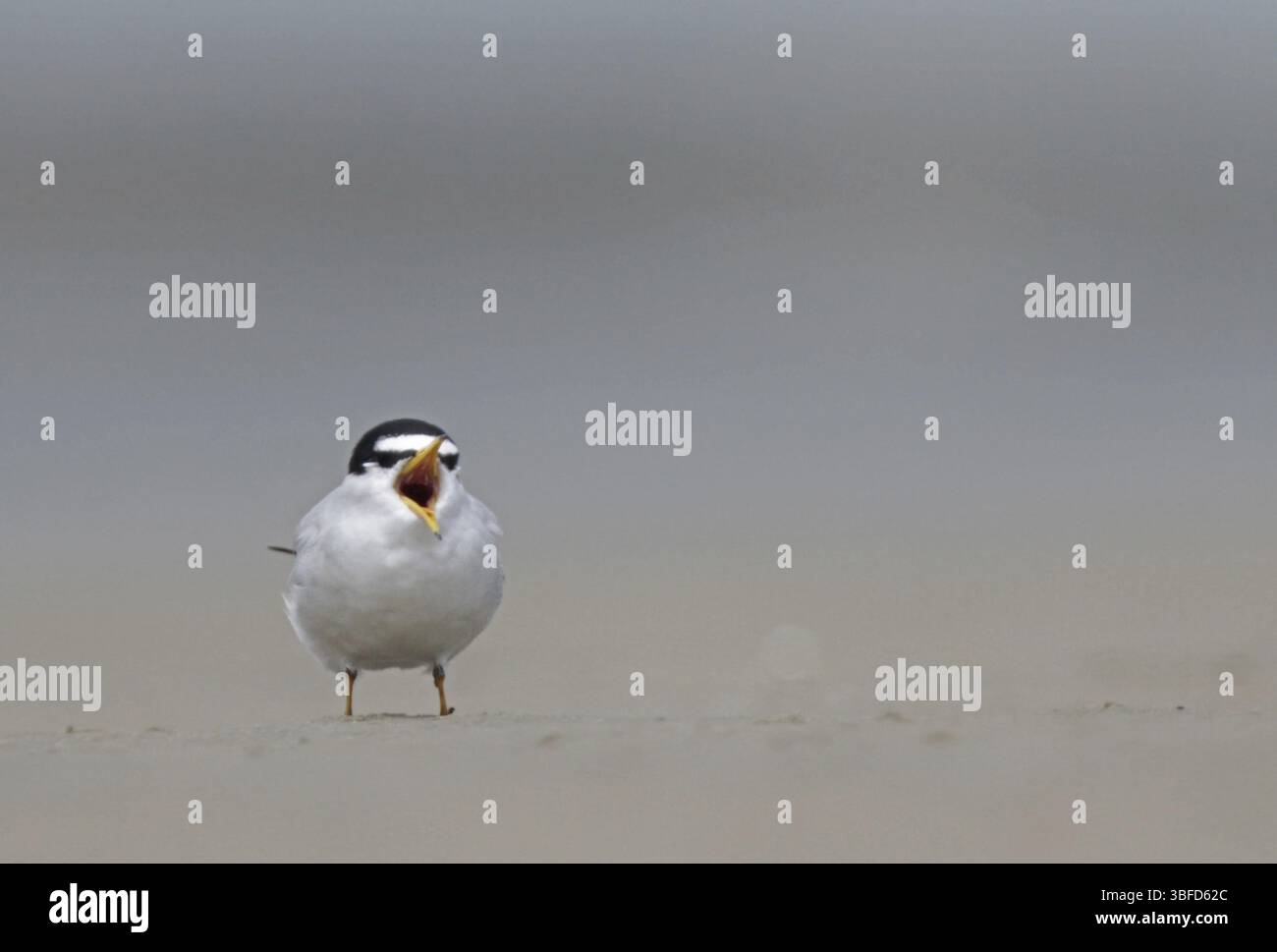 Antillen-Tern (Sternula antillarum) Stockfoto