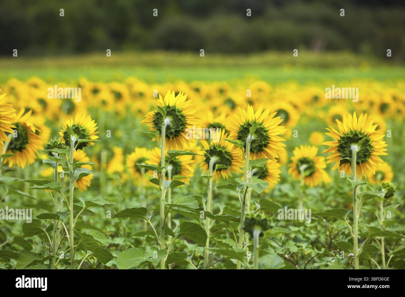 Sonnenblumen Feld auf dem Lande. Horizontalen Schuss Stockfoto