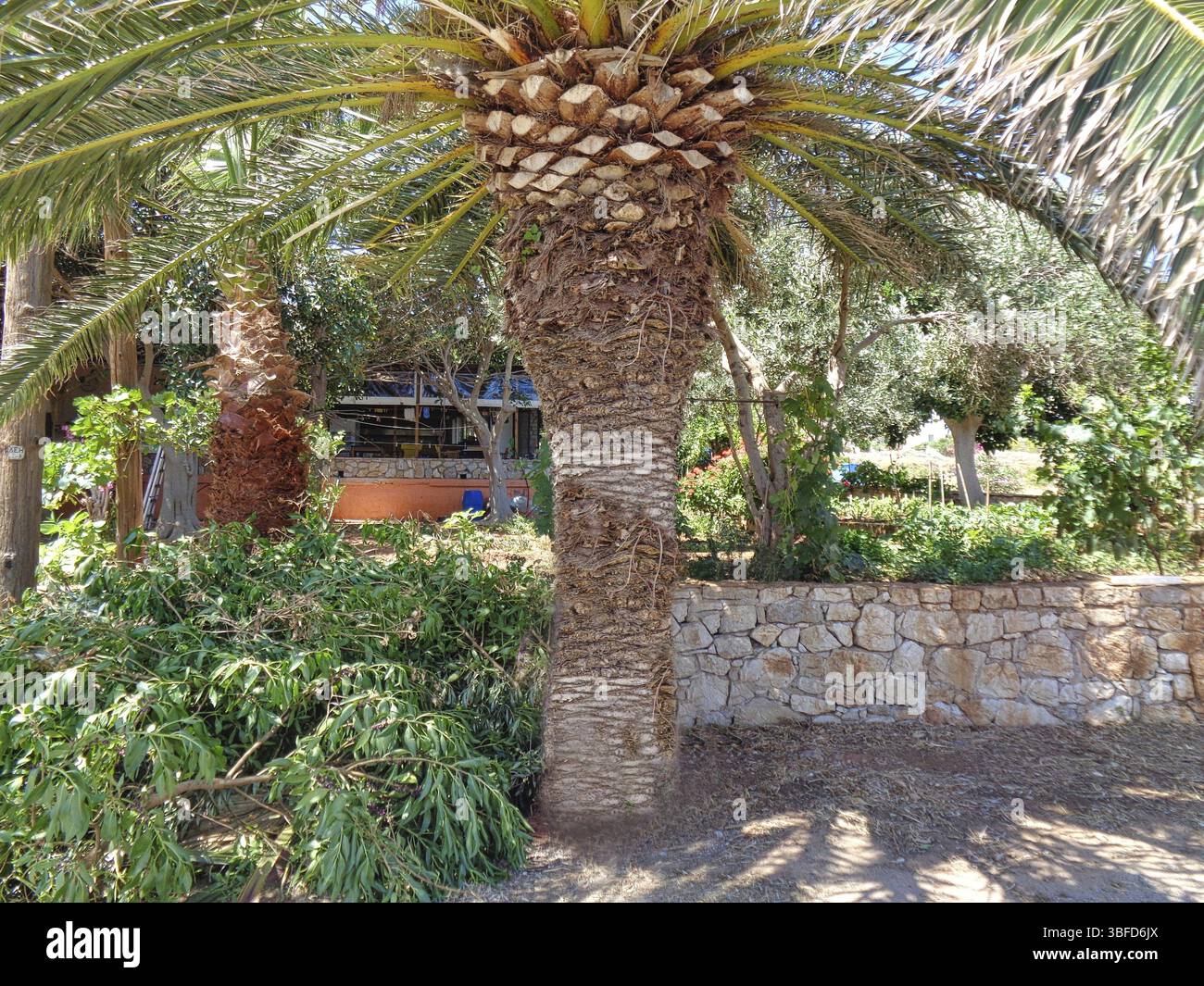 Eine große Palme im Garten Stockfoto