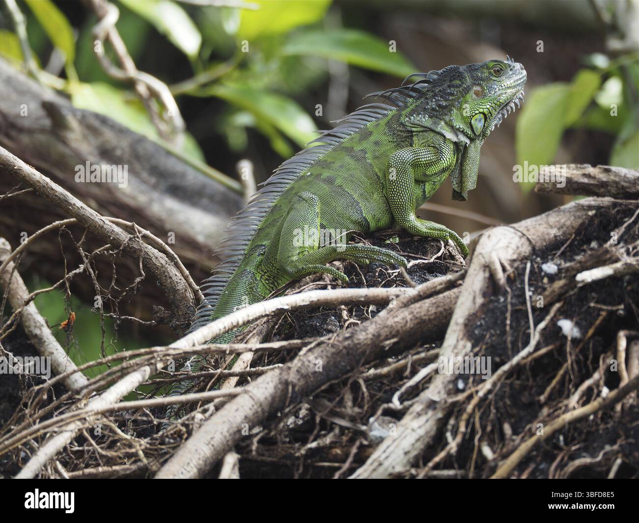 Grüner Leguan (Iguana Iguana) Stockfoto