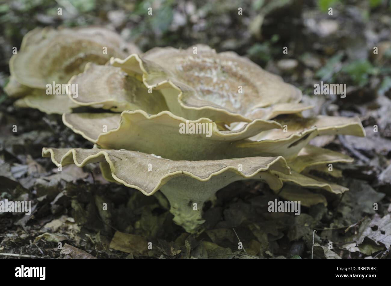 Meripilus Spore Meripilus giganteus -Fotos und -Bildmaterial in hoher Auflösung – Alamy
