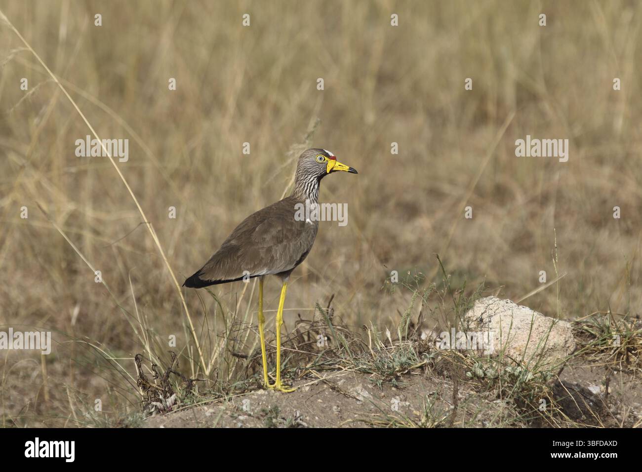 Senegal Lapwing (Vanellus senegallus) Stockfoto