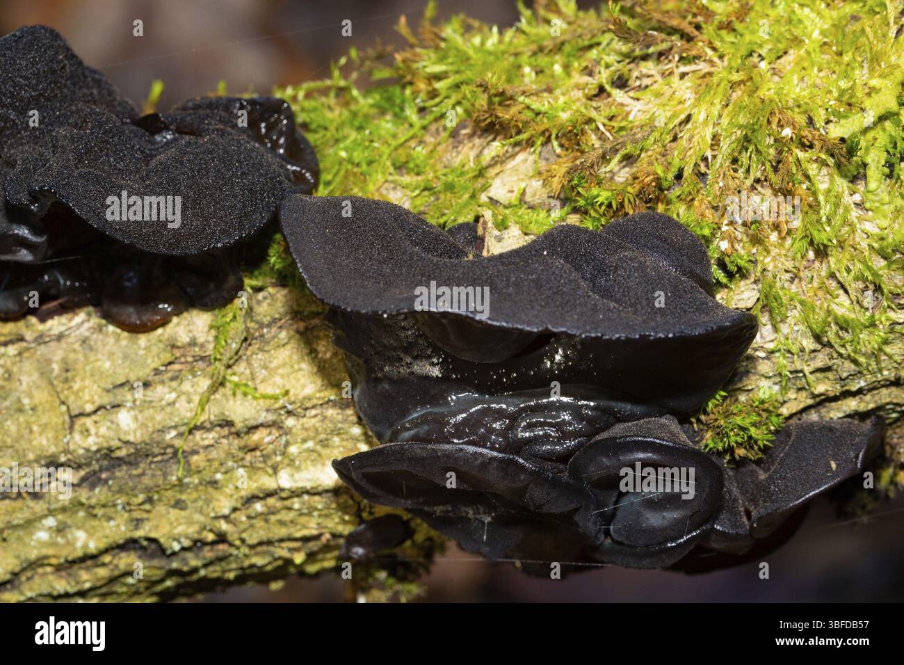 Schwarze Hexenbutter (Exidia glandulosa) Stockfoto