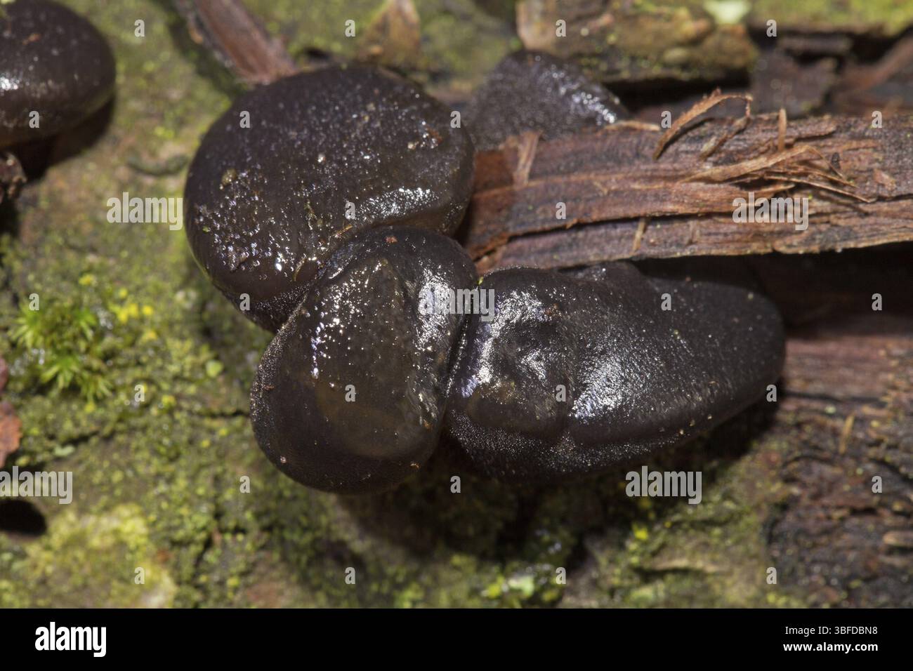Schwarze Hexenbutter (Exidia glandulosa) Stockfoto