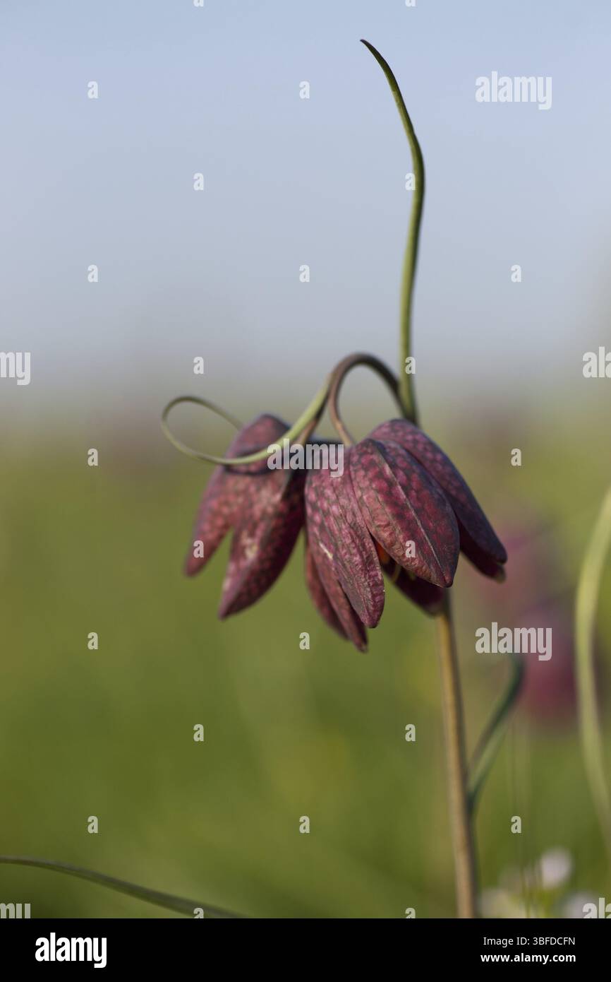 Schlange den Kopf Fritillary (Fritillaria Meleagris) Stockfoto