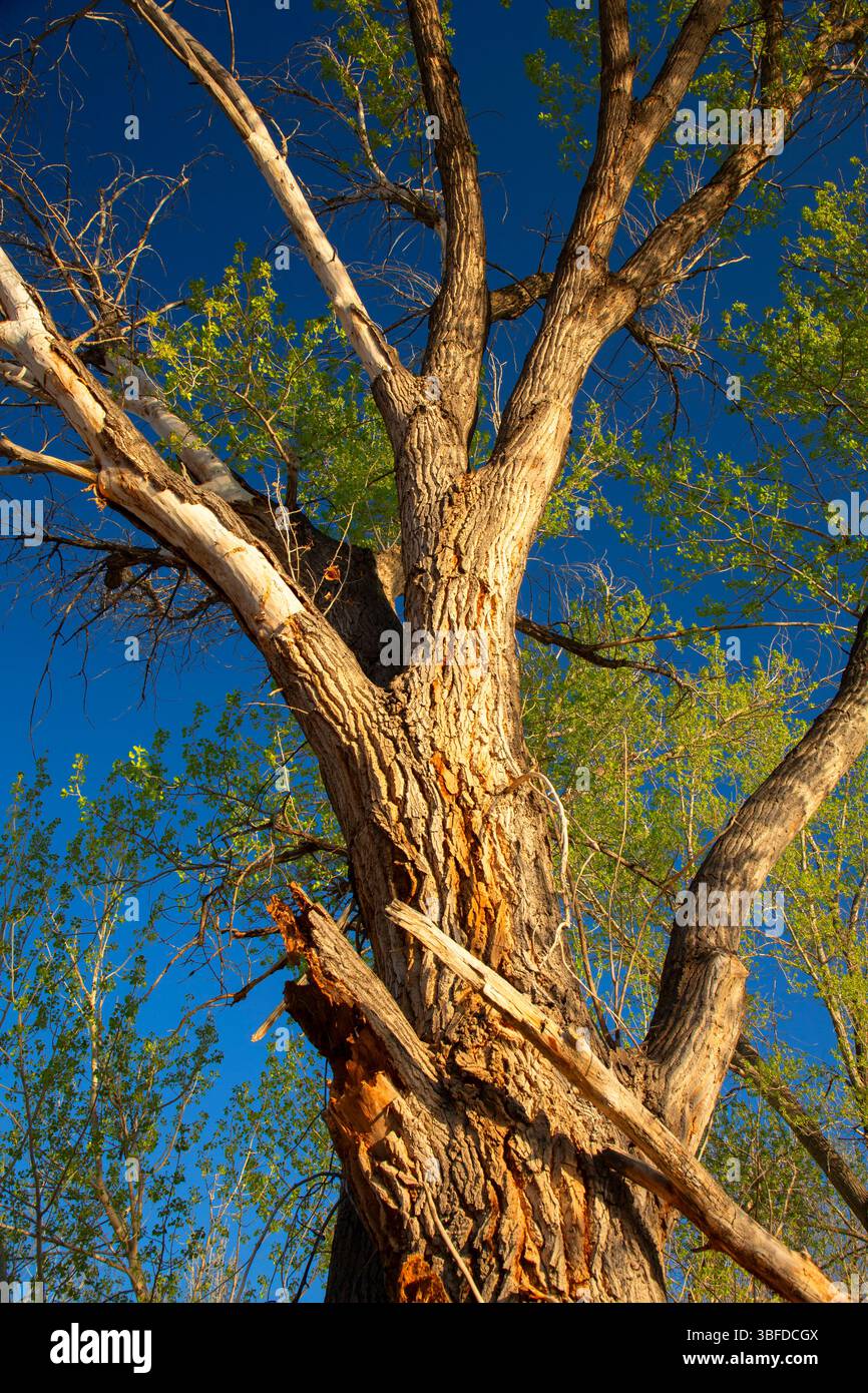 Cottonwood, Ouray National Wildlife Refuge, Utah Stockfoto