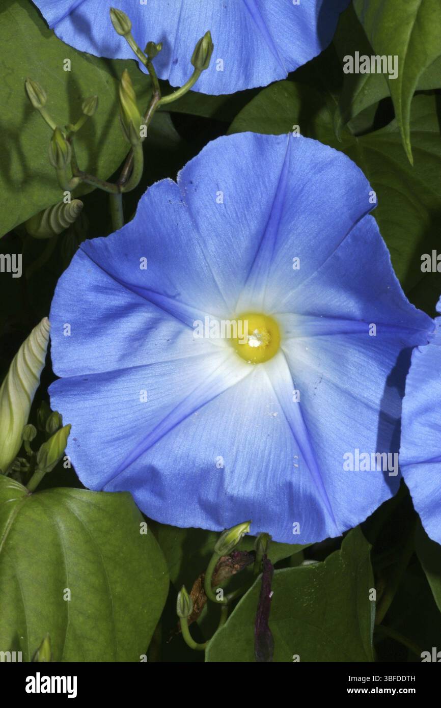 Convolvulus sabatius (Concolvulus sabatius) Stockfoto