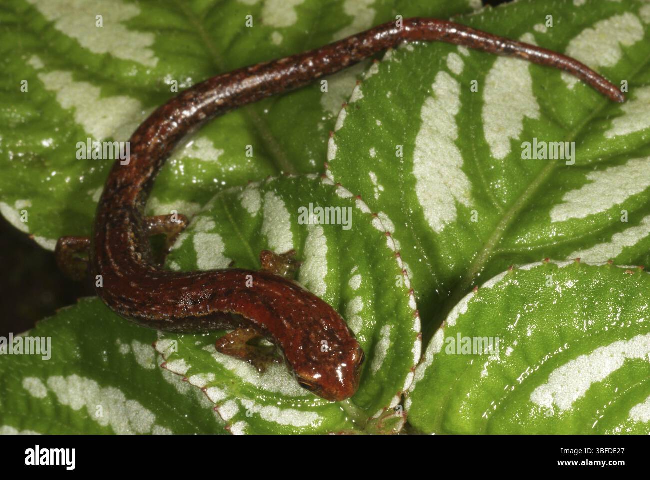 Salamander (Bolitoglossa jugivagans) Stockfoto