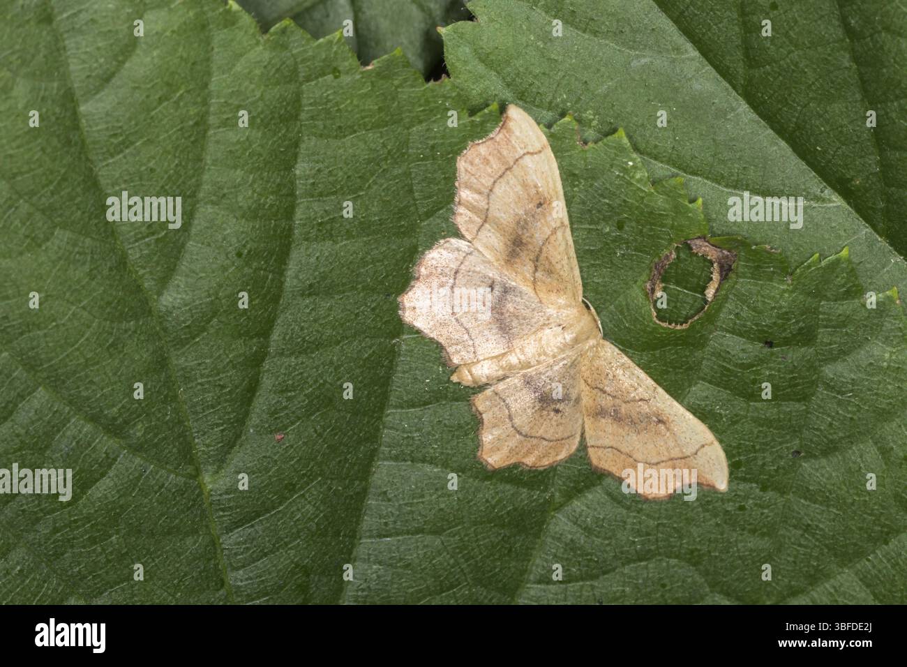 Gezackter Blattpfeffer (Idaea emarginata) Stockfoto