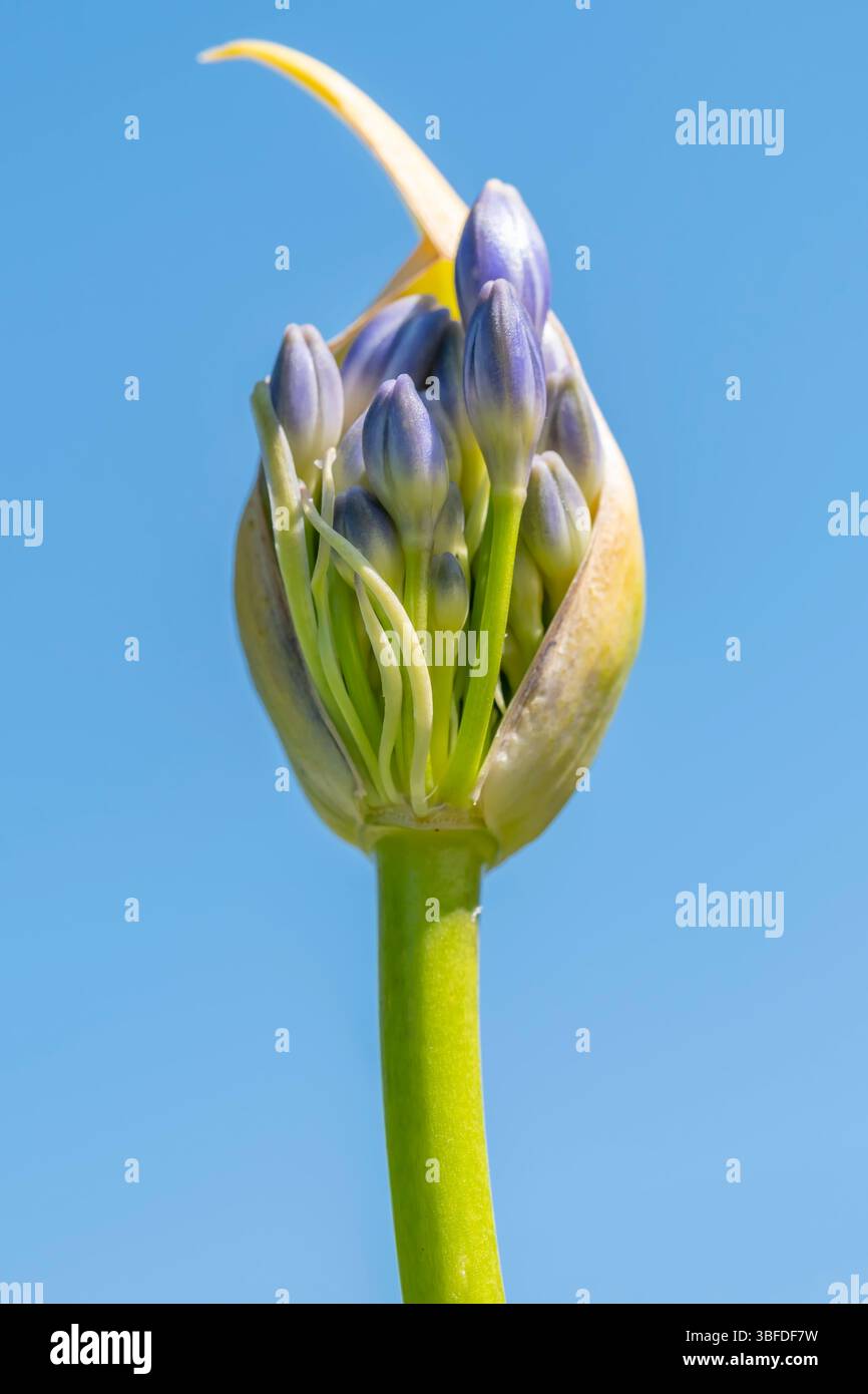 Nahaufnahme einer Agapanthus-Blume, die im Frühjahr blühen wird, vor einem blauen Himmel Stockfoto