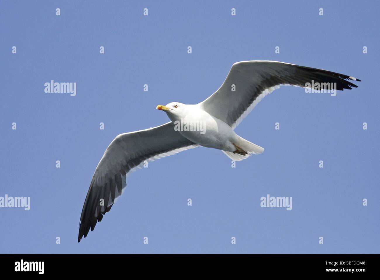 Möwe Stockfoto