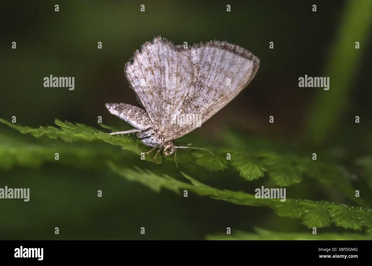 Erle-Peeling-Motte (Euchoeca nebulata) Stockfoto