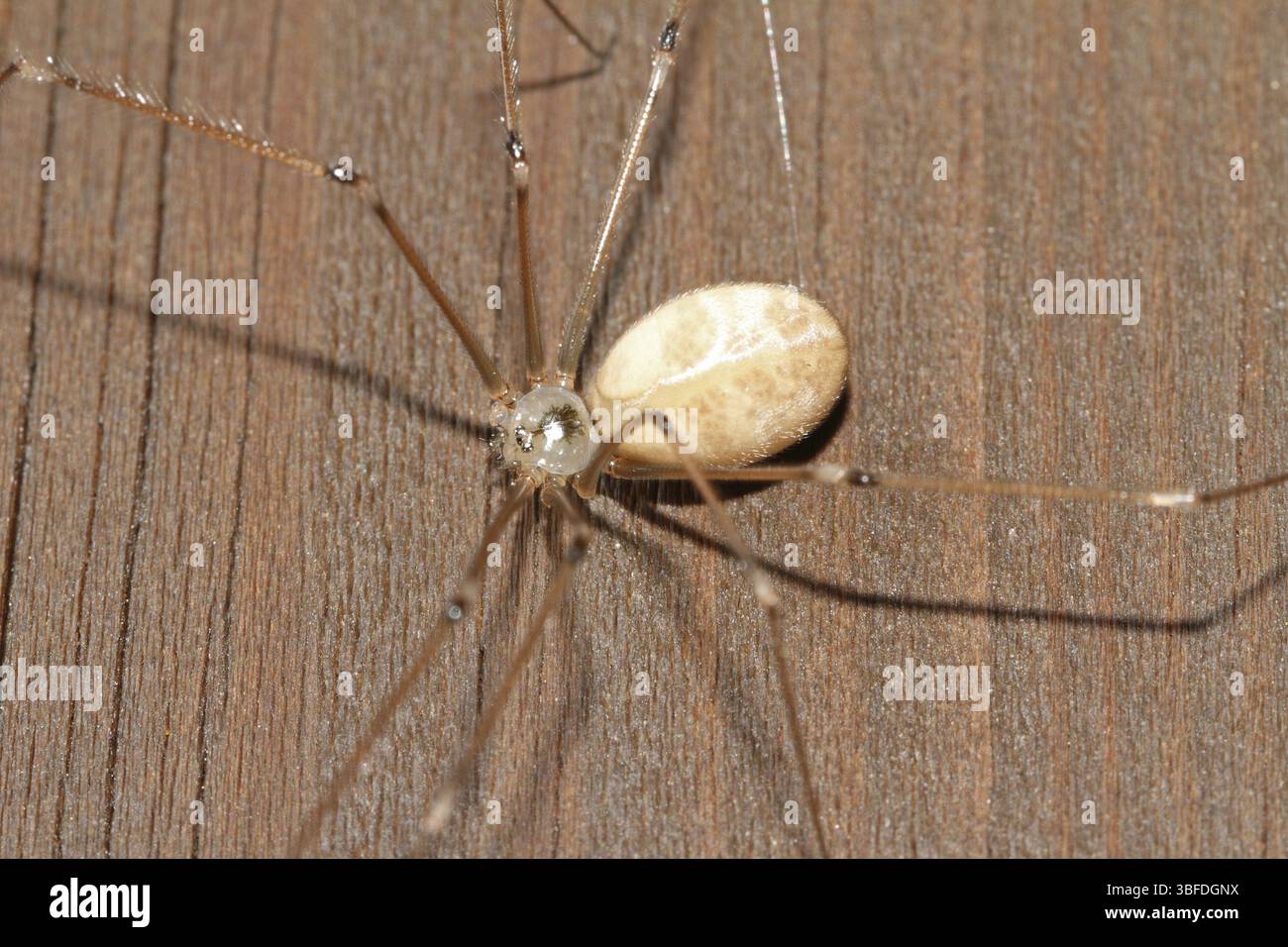 Langbeinige Zellspinne (Pholcus phalangioides) Stockfoto