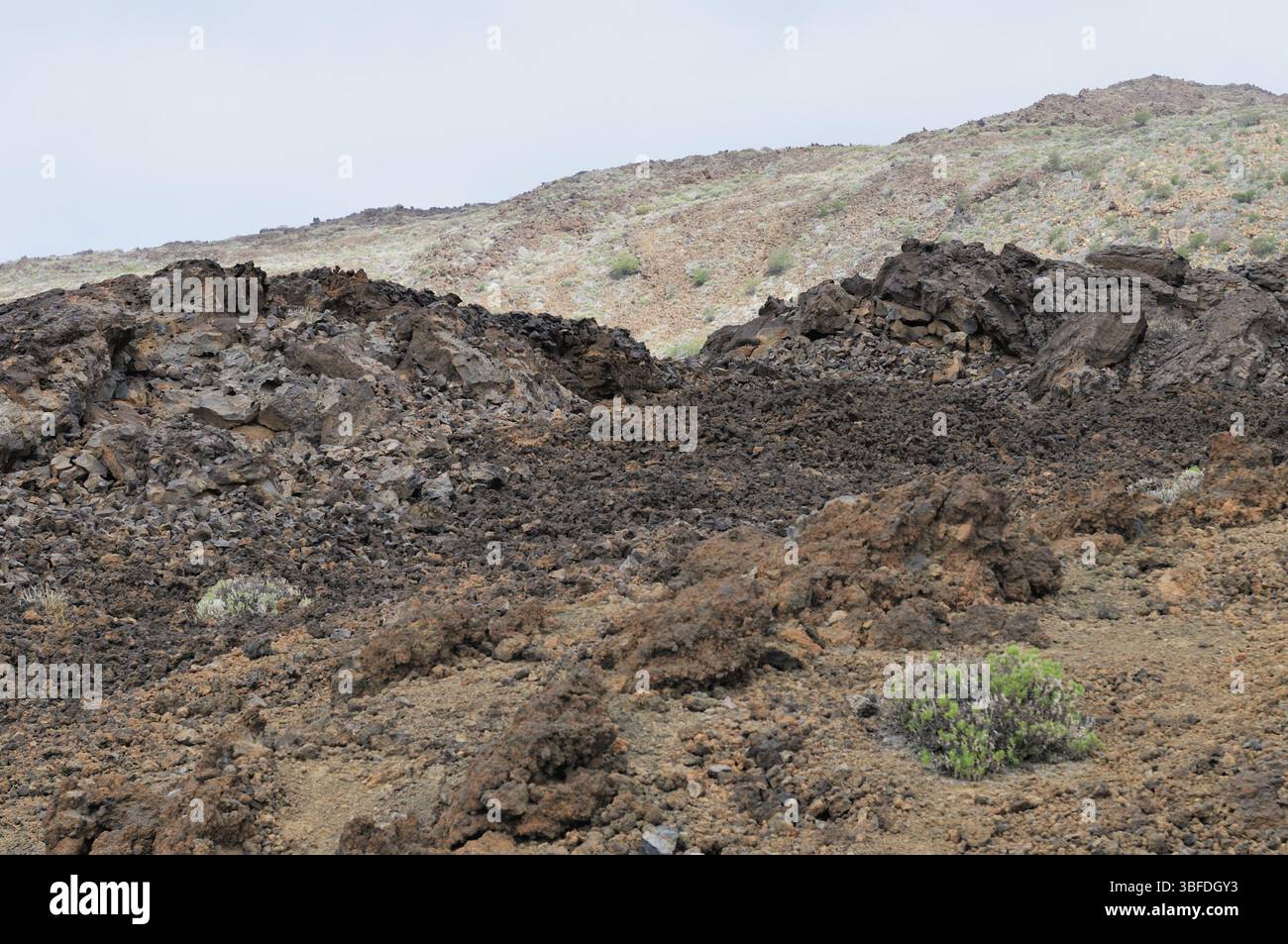 Teneriffa (teneriffa) Stockfoto