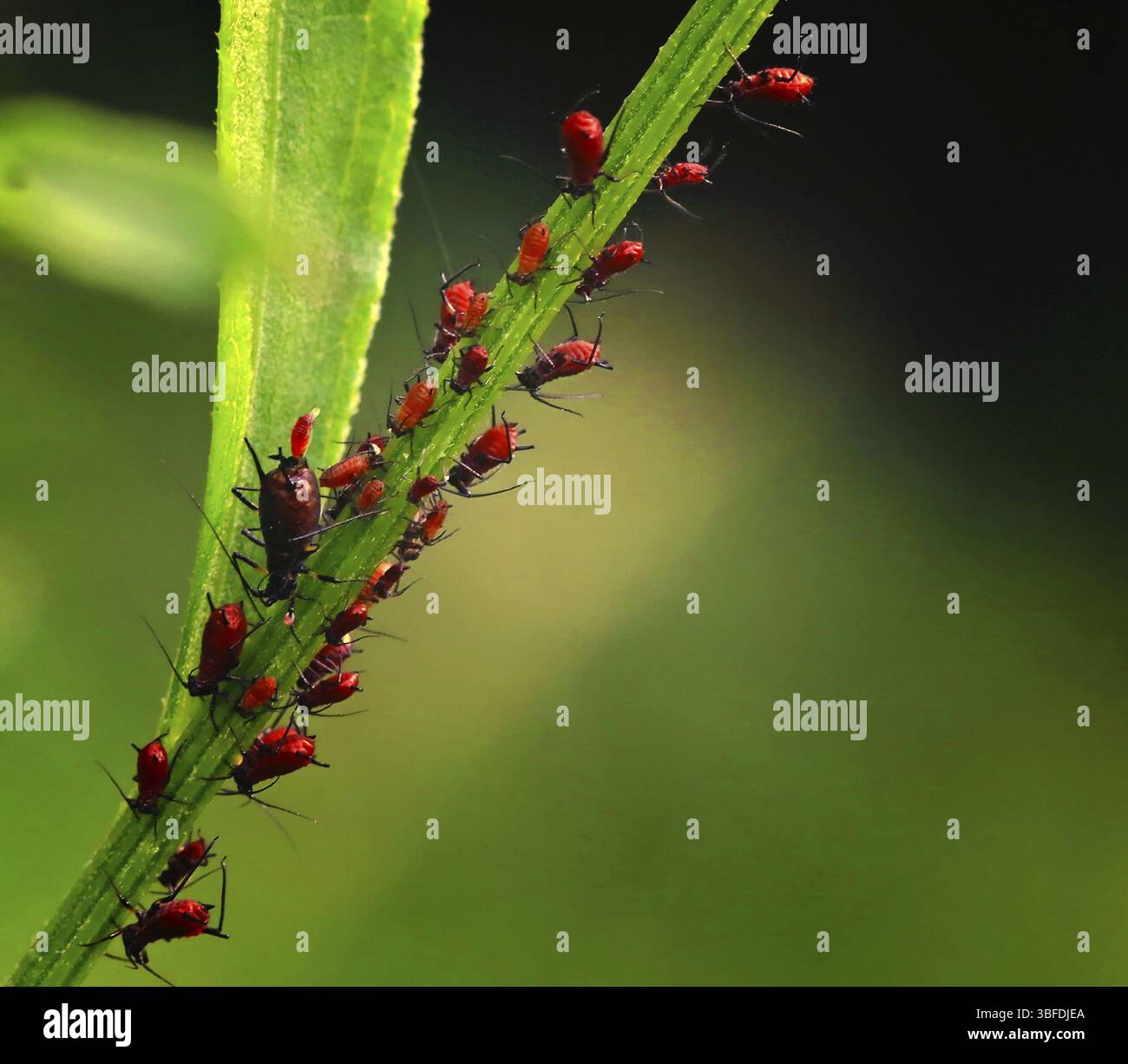 Blattläuse – Lebendgeburt (Aphidoidea) Stockfoto