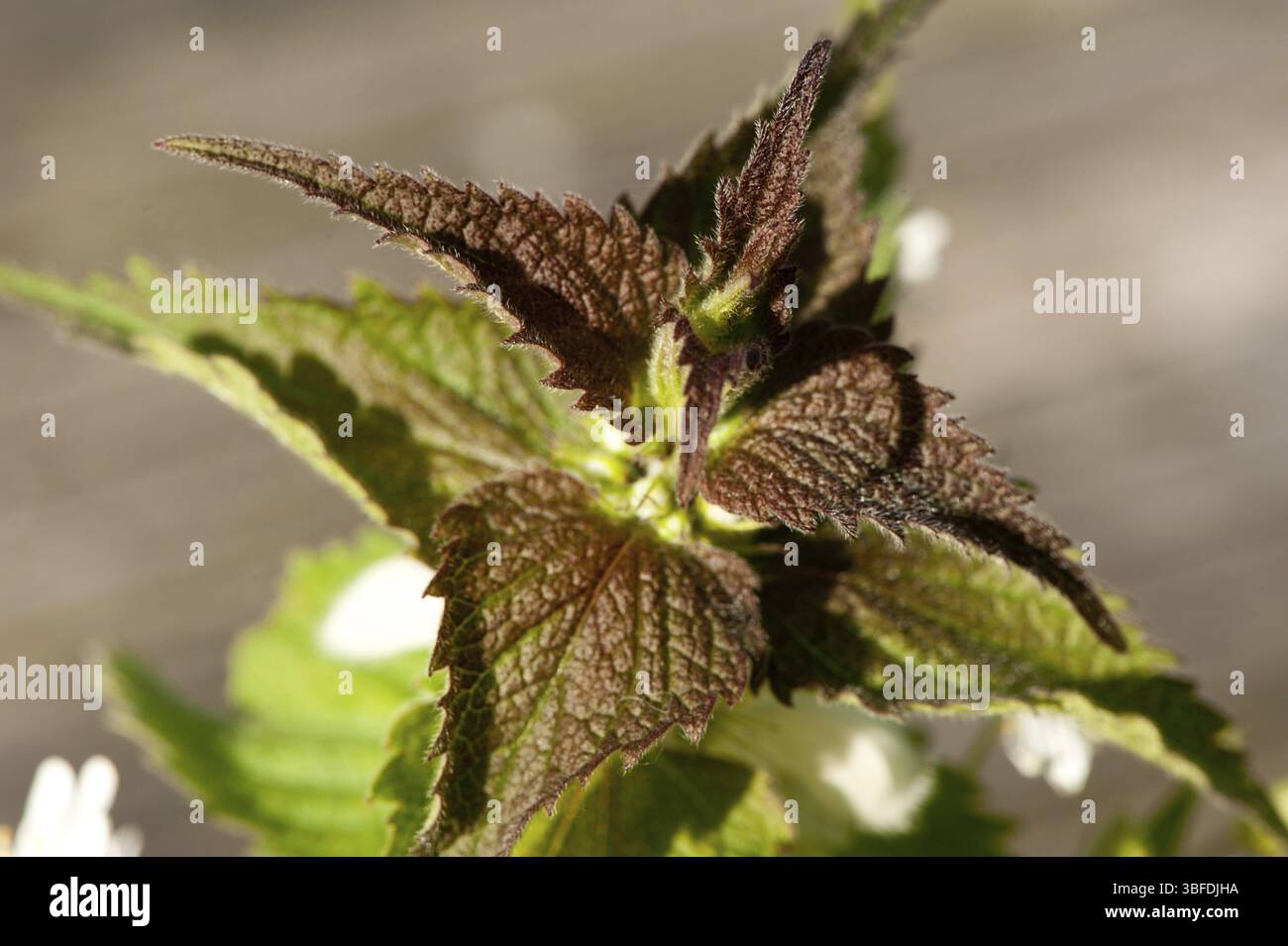Essbare Wildpflanzen (Lamium-Album) Stockfoto