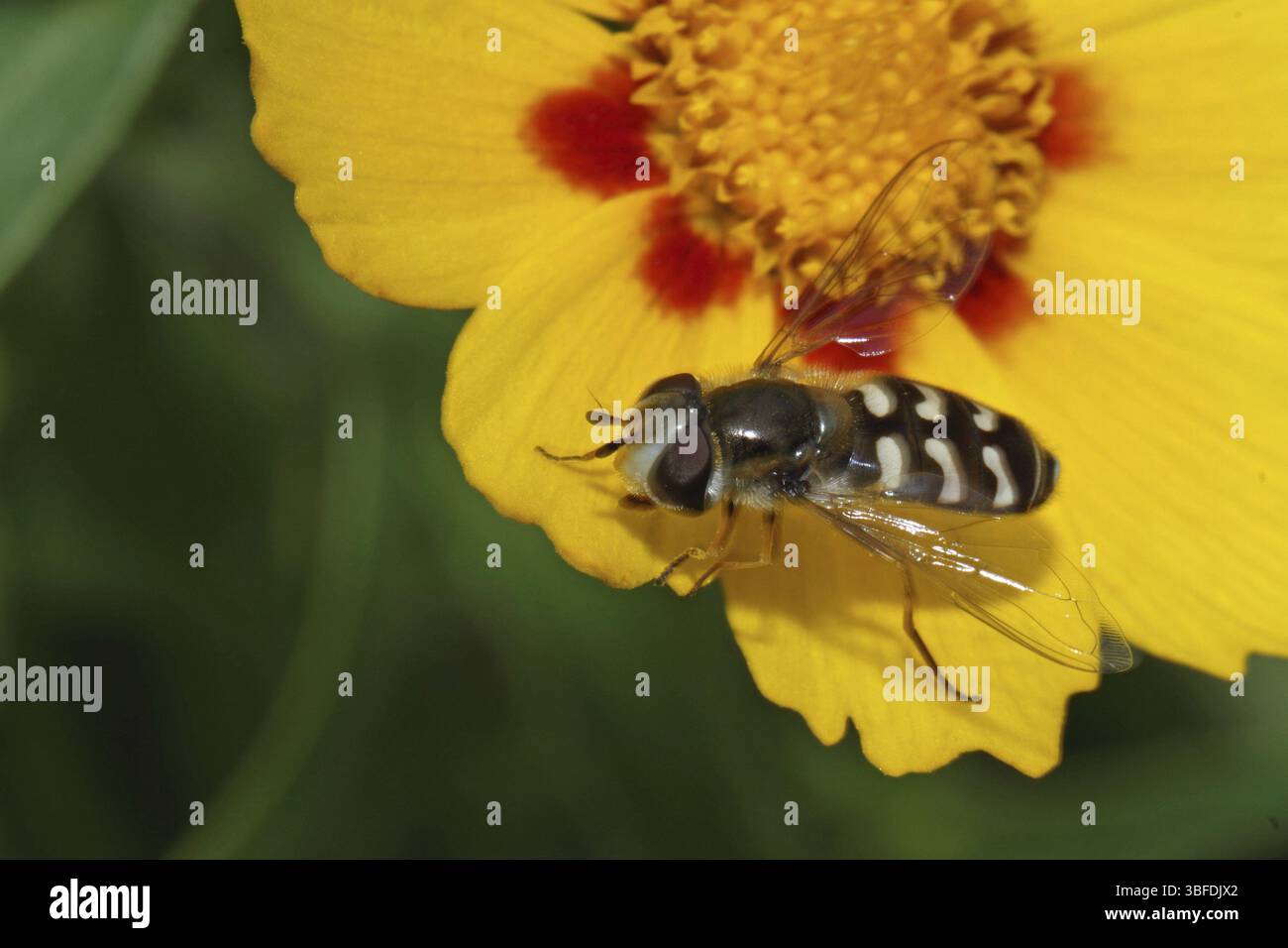Scaeva pyrastri (Scaeva pyrastri) Stockfoto