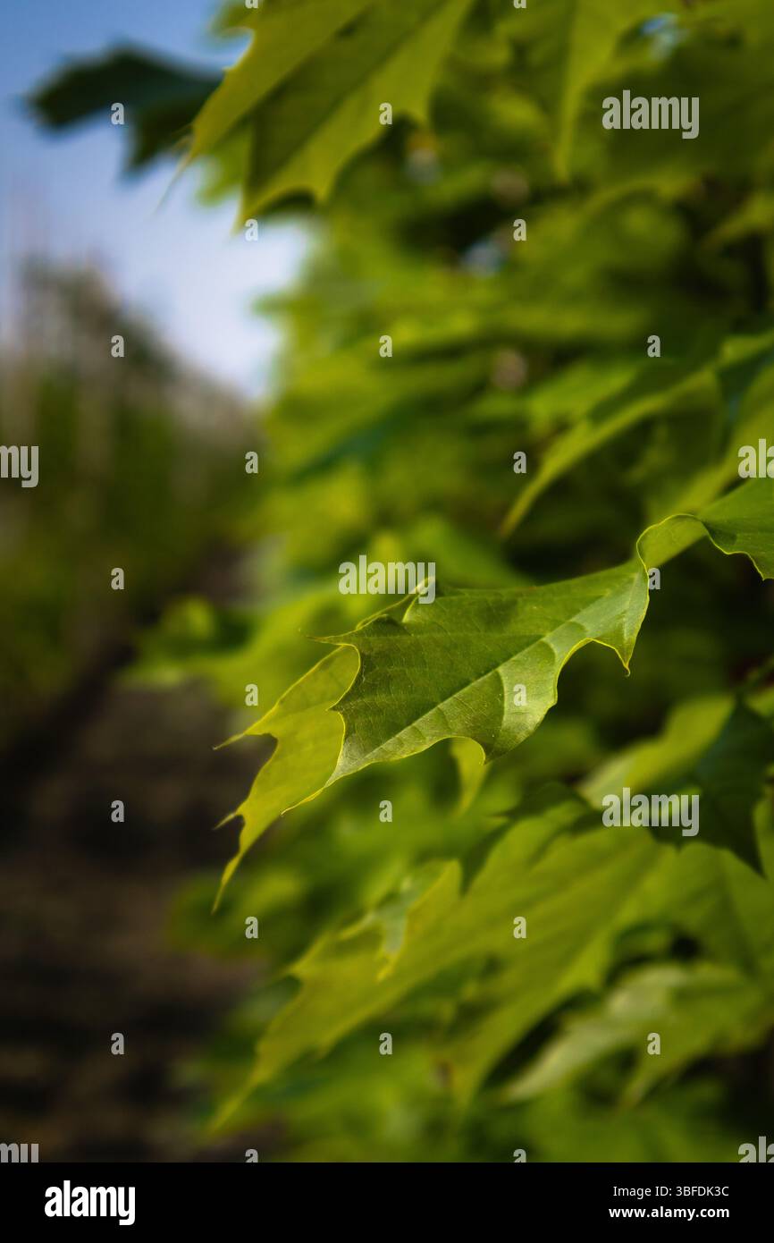 Green Leaves Thrive in lebendiger Baumschule Stockfoto