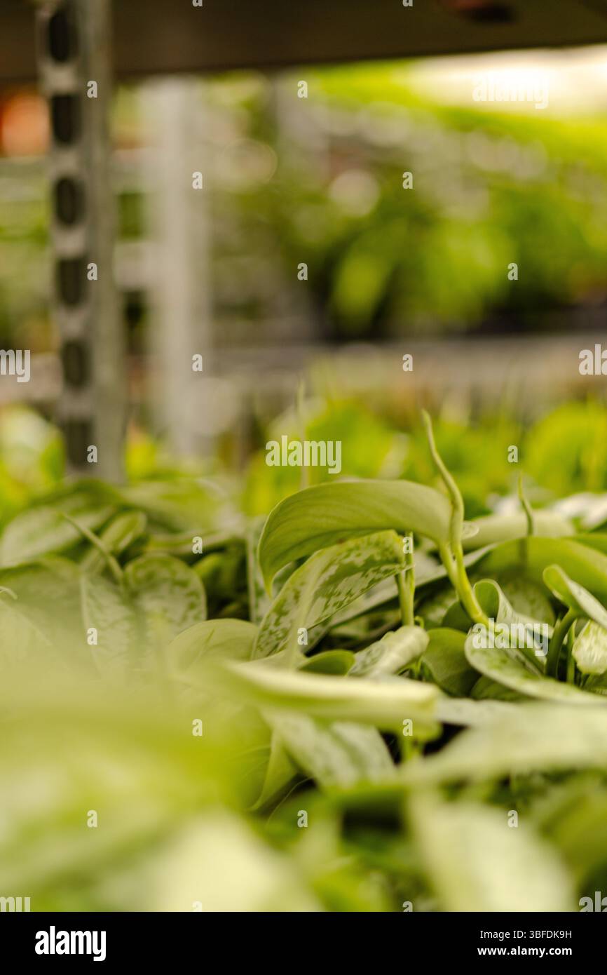 Grüne Pflanzen blühen in einer lebhaften Baumschule Stockfoto