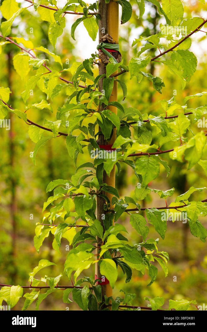 Baumschule zeigt gesundes Wachstum junger Pflanzen Stockfoto