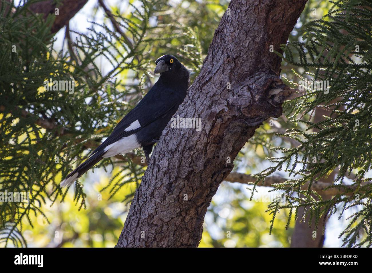 Weissrumpeliger Krähenstern (Strepera graculina) Stockfoto