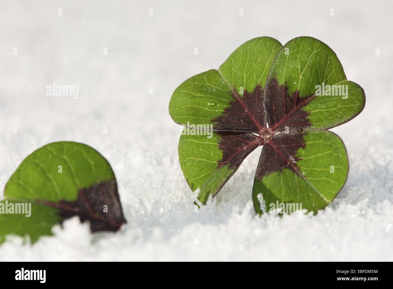 Glücksklee (Oxalis tetraphylla) Stockfoto