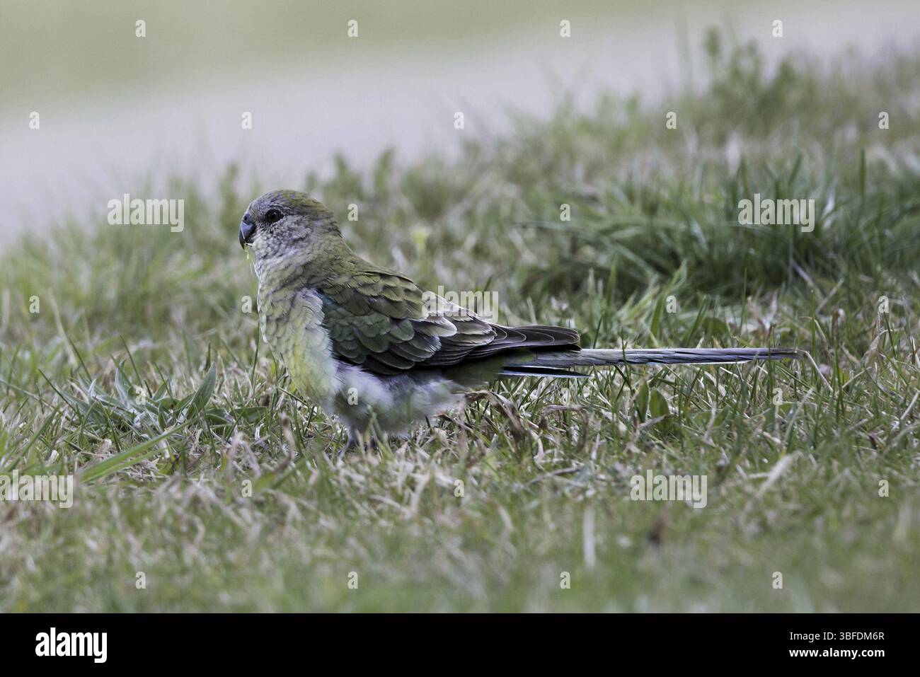Liedsittich (Psephotus haematonotus) Stockfoto