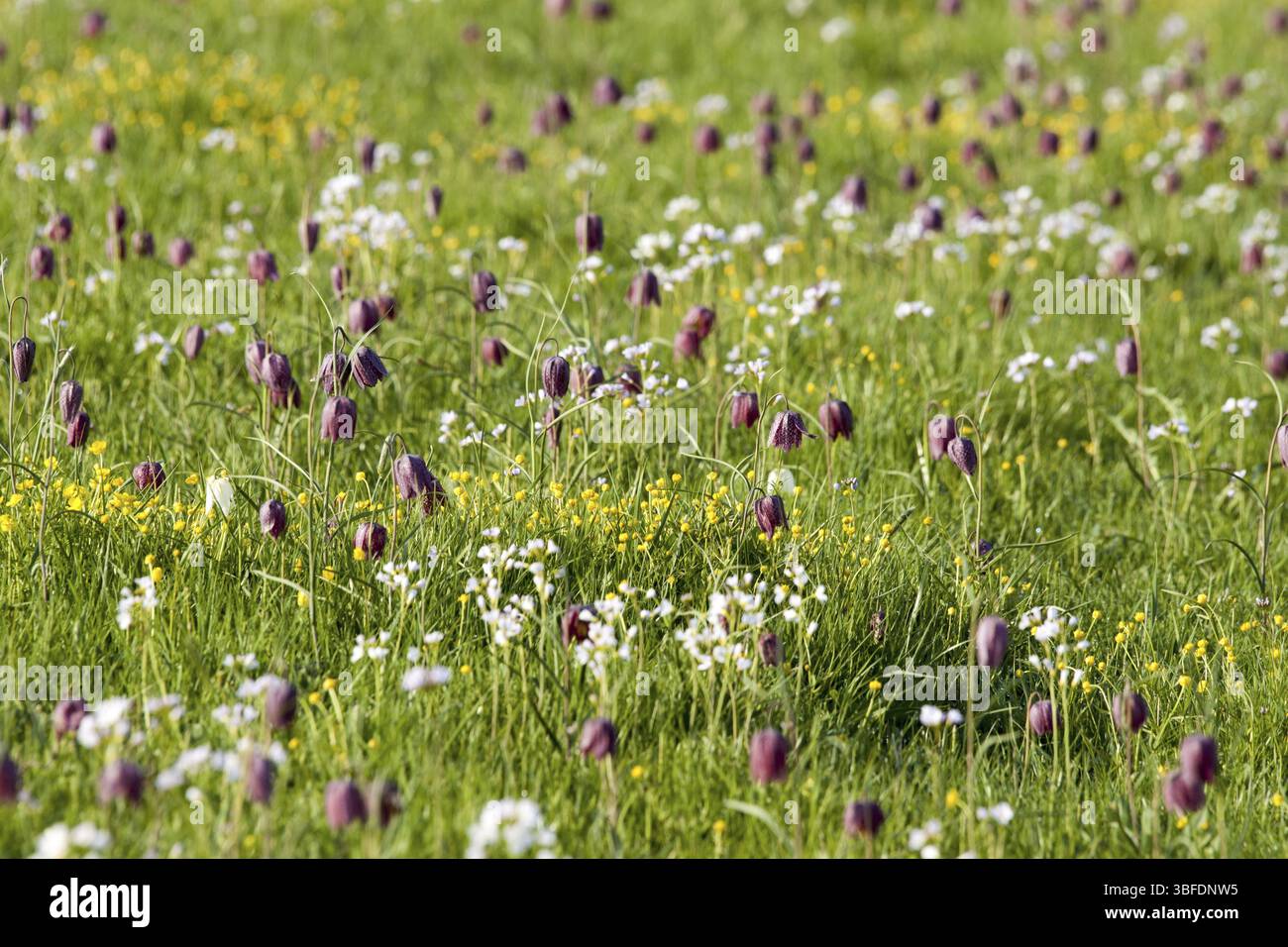 Schlange den Kopf Fritillary (Fritillaria Meleagris) Stockfoto