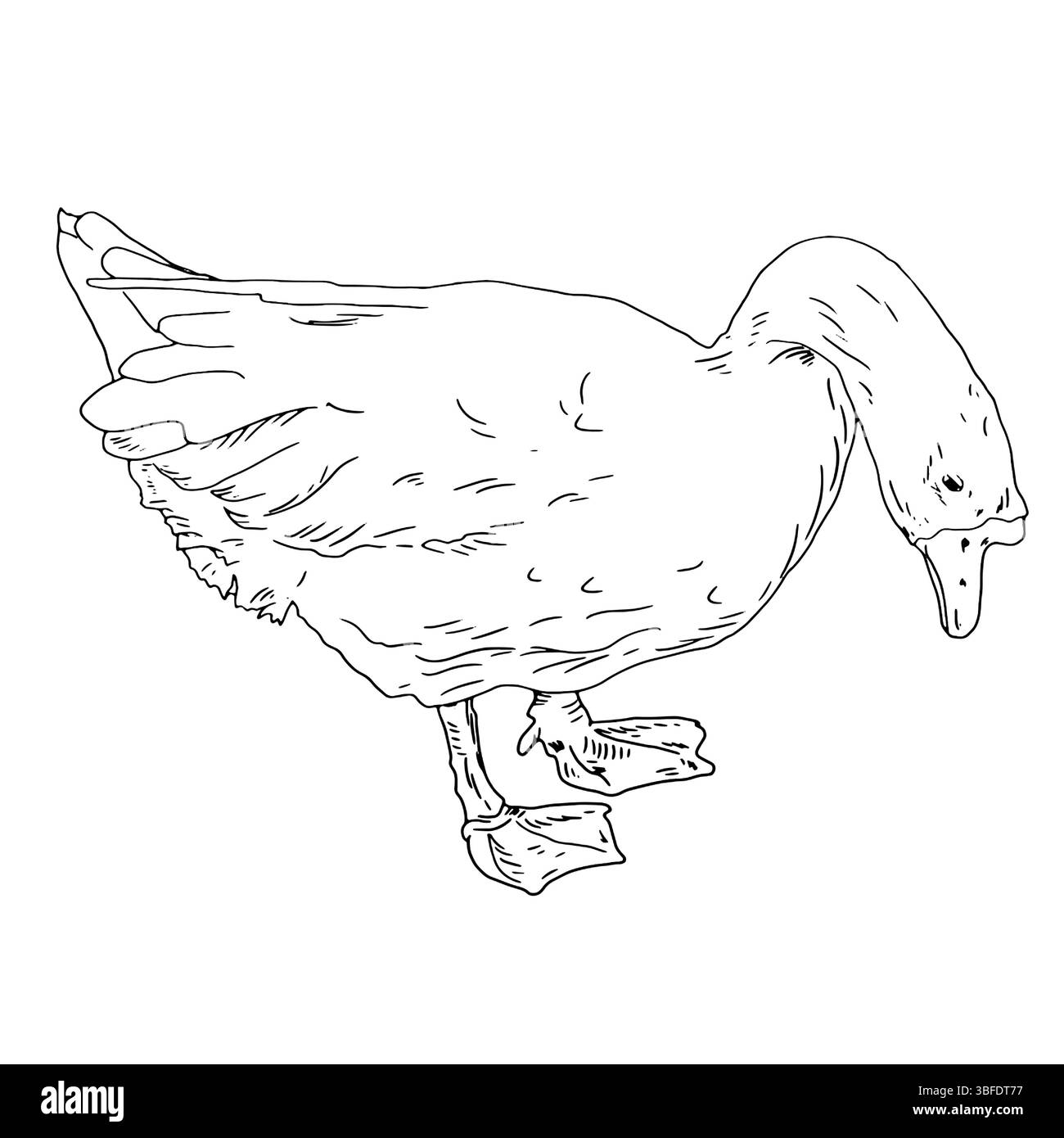 Weiße Hausgans, schwarze und weiße Tinte. Vektorabbildung. Niedlicher Farmvogel, isoliert auf weißem Hintergrund. Ostern, Frühling, Dorf und Bauernhof t Stock Vektor