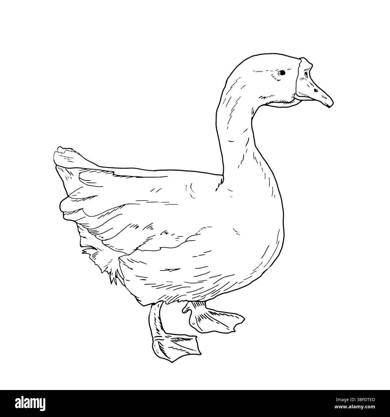 Weiße Hausgans, schwarze und weiße Tinte. Vektorabbildung. Niedlicher Farmvogel, isoliert auf weißem Hintergrund. Ostern, Frühling, Dorf und Bauernhof t Stock Vektor