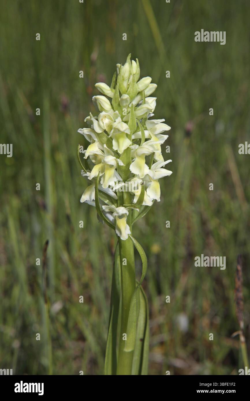 Strohgelb Dactylorhiza (Dactylorhiza ochroleuca) Stockfoto