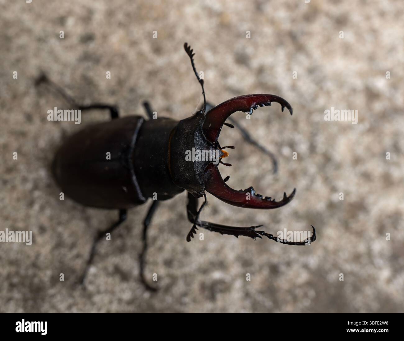 Eine Nahaufnahme eines Hirschkäfers (Lucanus cervus) in einem Garten in Suffolk, Großbritannien Stockfoto