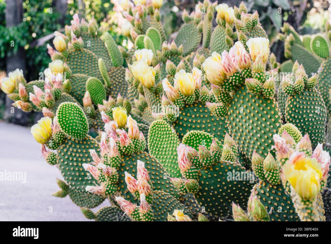 Ein gelber Kaktus in voller Blte, der leuchtende Blten auf den grnen  Stacheln zeigt. Kakteen sind in trockenen, trockenen Regionen heimisch und  dieses Bild fngt die Schnheit der Wstenflora ein Stockfotografie -