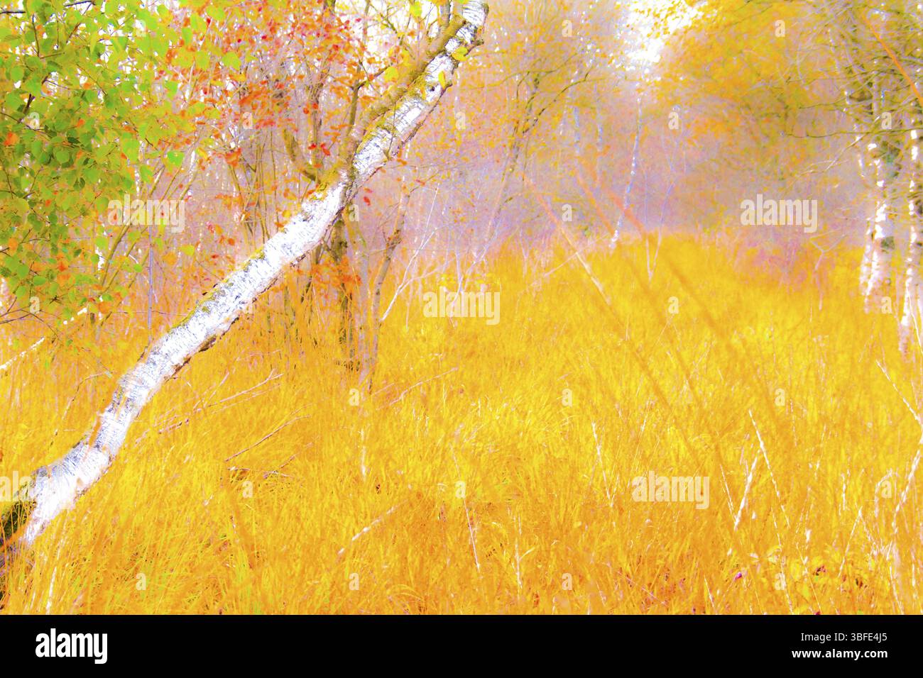 HERBSTTRAUM (Herbst) Stockfoto