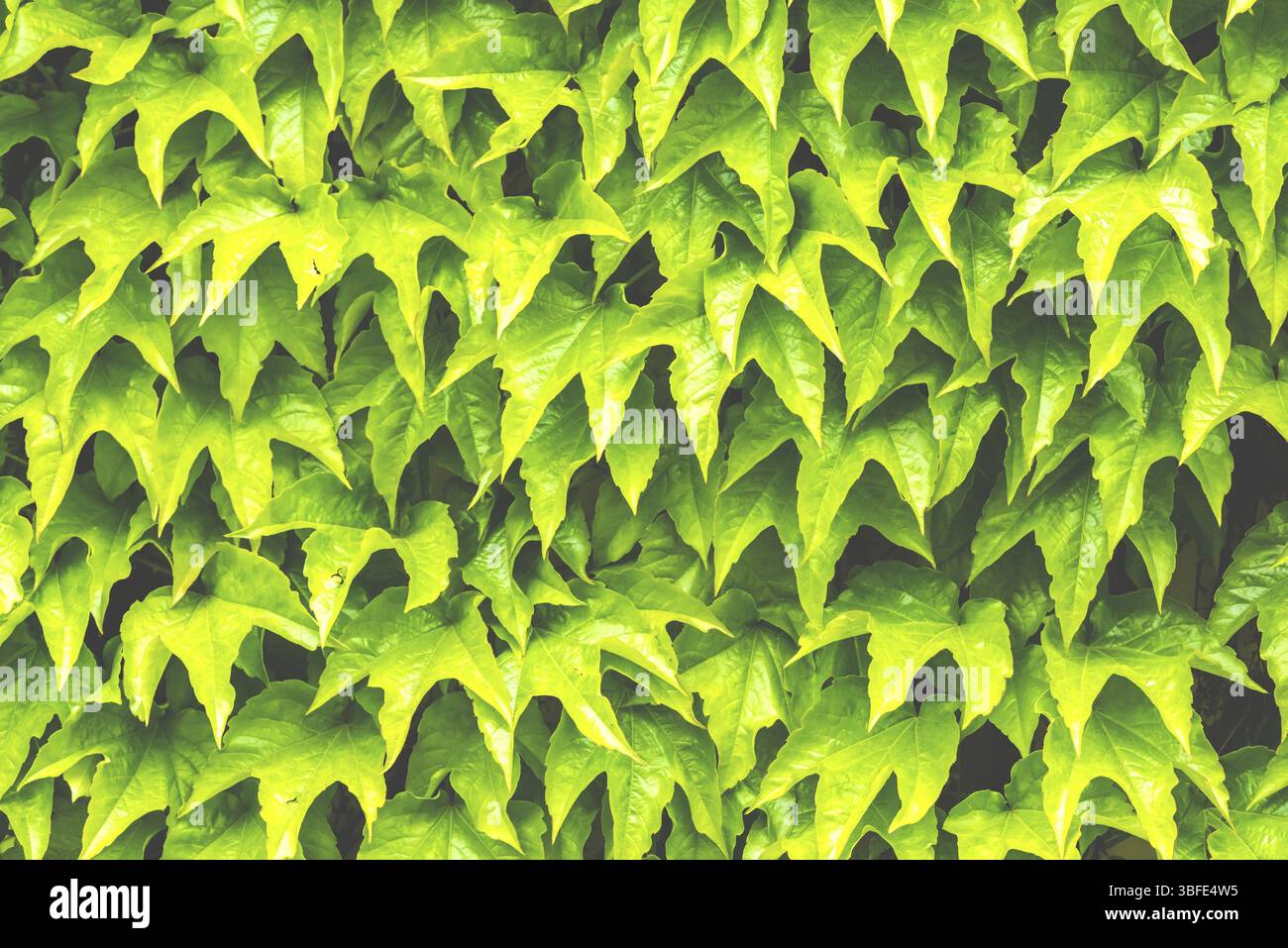 Grüner Blatthintergrund. Horizontale Aufnahme Stockfoto