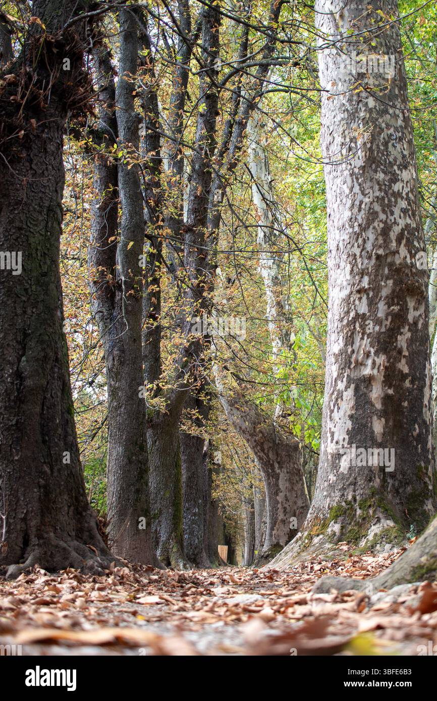 Quelle des Flusses Bosna, Sarajevo-Ilidza. Ein ruhiger Pfad schlängelt sich durch einen Wald, der von hoch aufragenden Bäumen mit lebhaftem Herbstlaub umgeben ist. Stockfoto